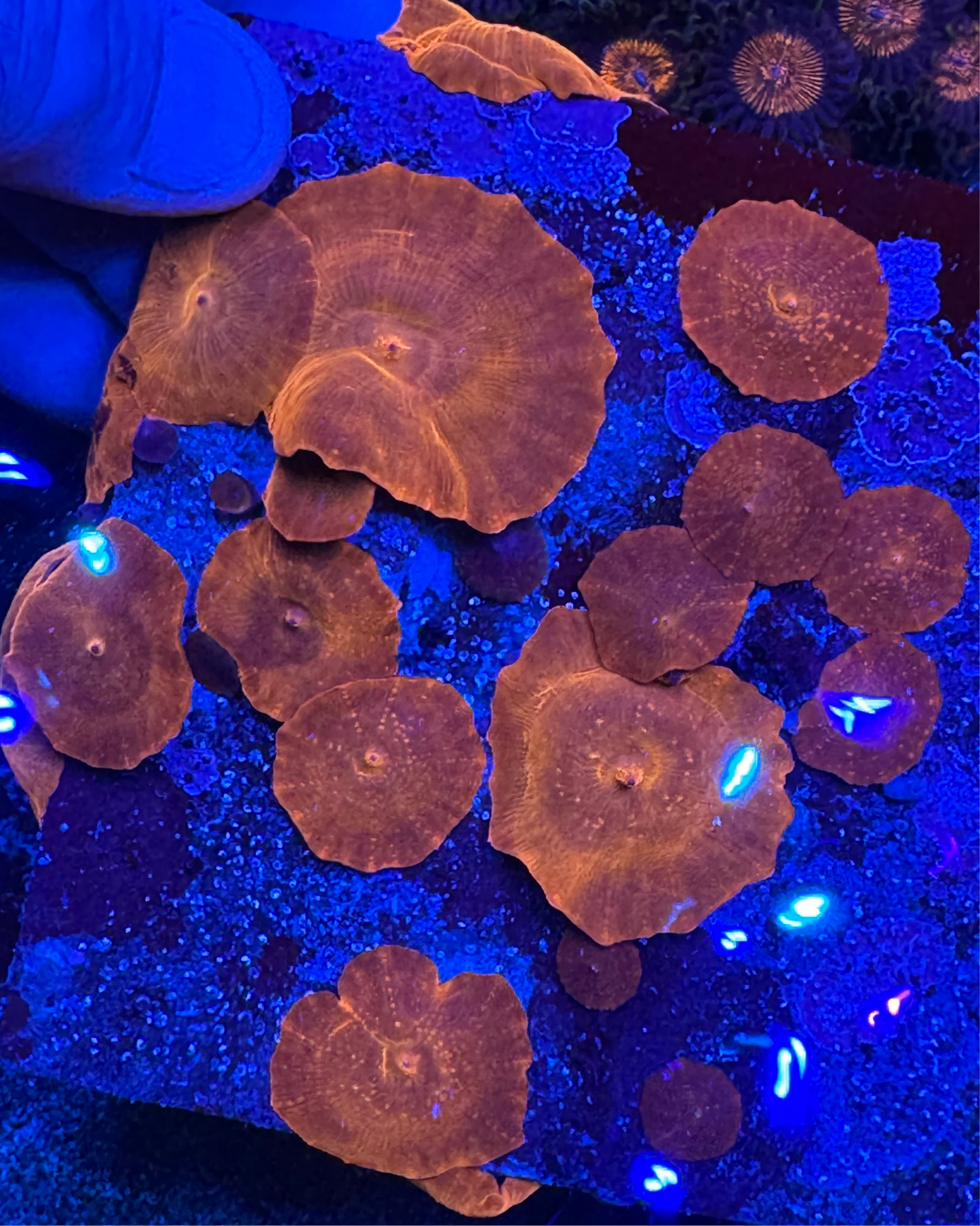 HD Iron Man Discosoma Mushroom - Cut To Order Frag!