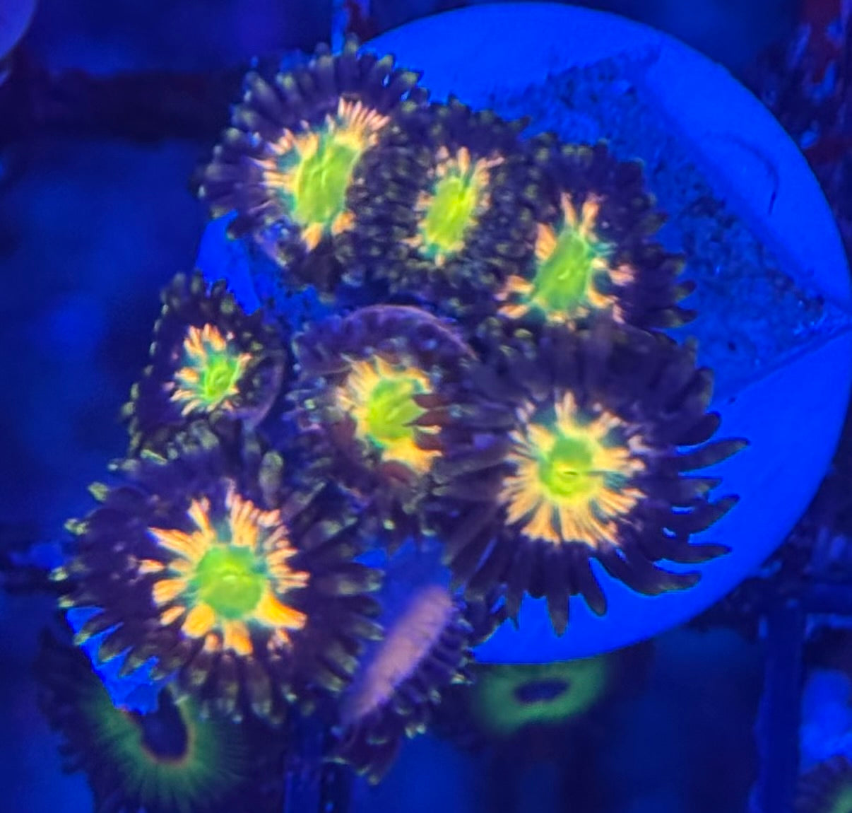 HD (ECC) Solar Flare Zoas - 8+ Polyps! - WYSIWYG