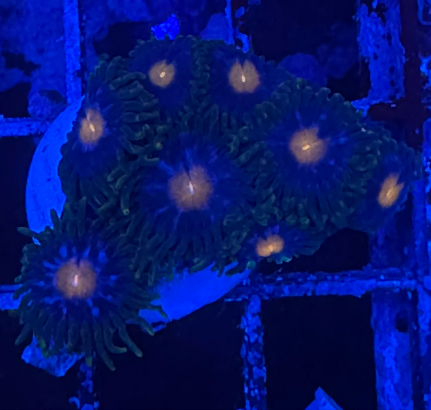 WYSIWYG - HD Jersey Blow Pops Zoas - 8+ Polyps