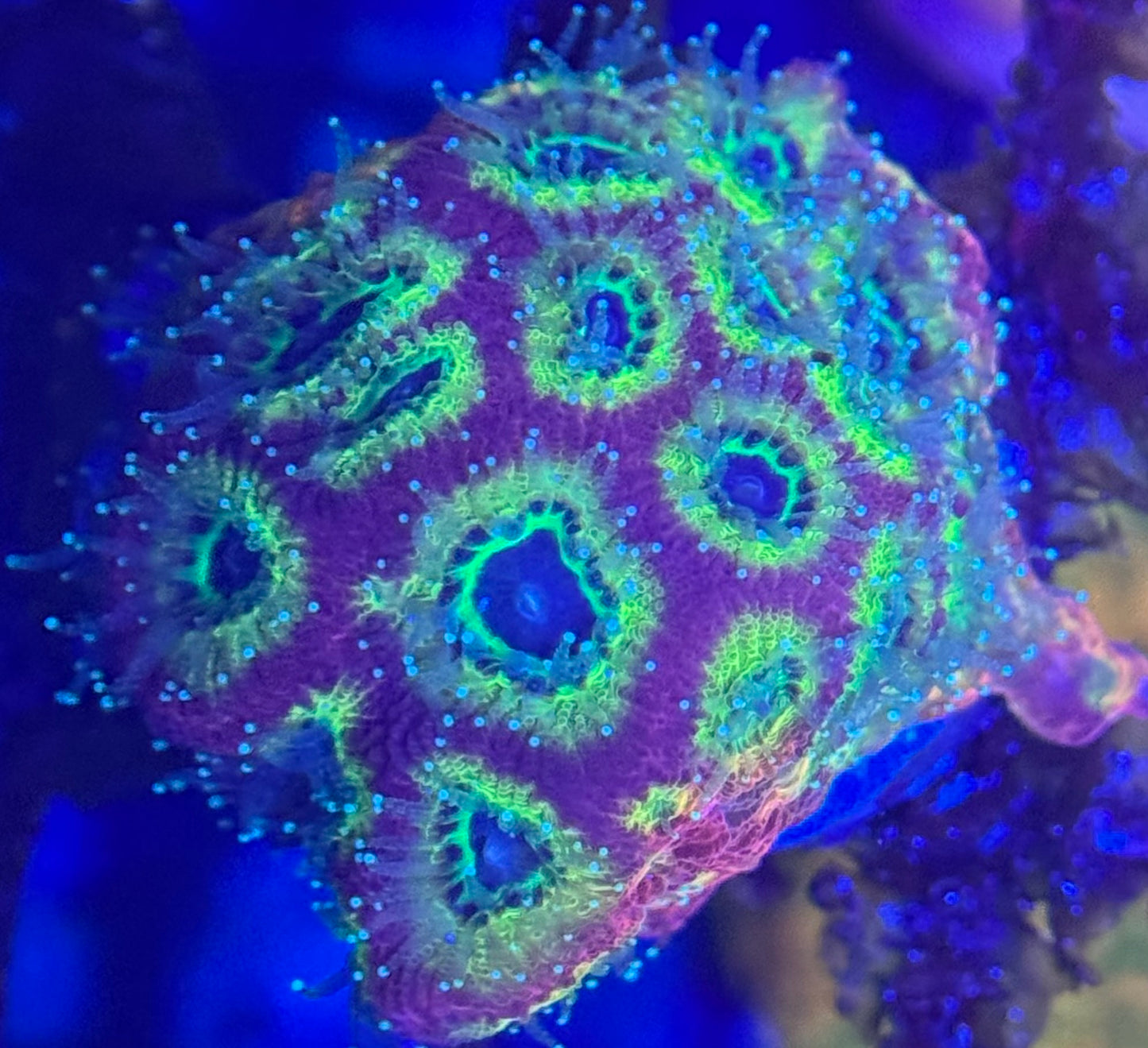 HD (ACI) Fireworks Favites - Xl Frag - WYSIWYG