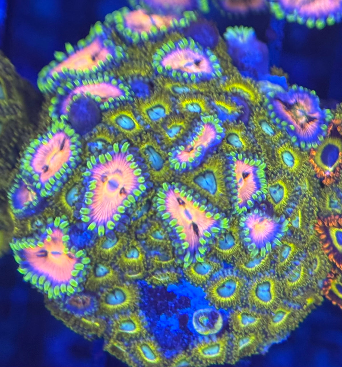 HD (ECC) Pikachus + Nirvana Zoas - 56+ Polyps