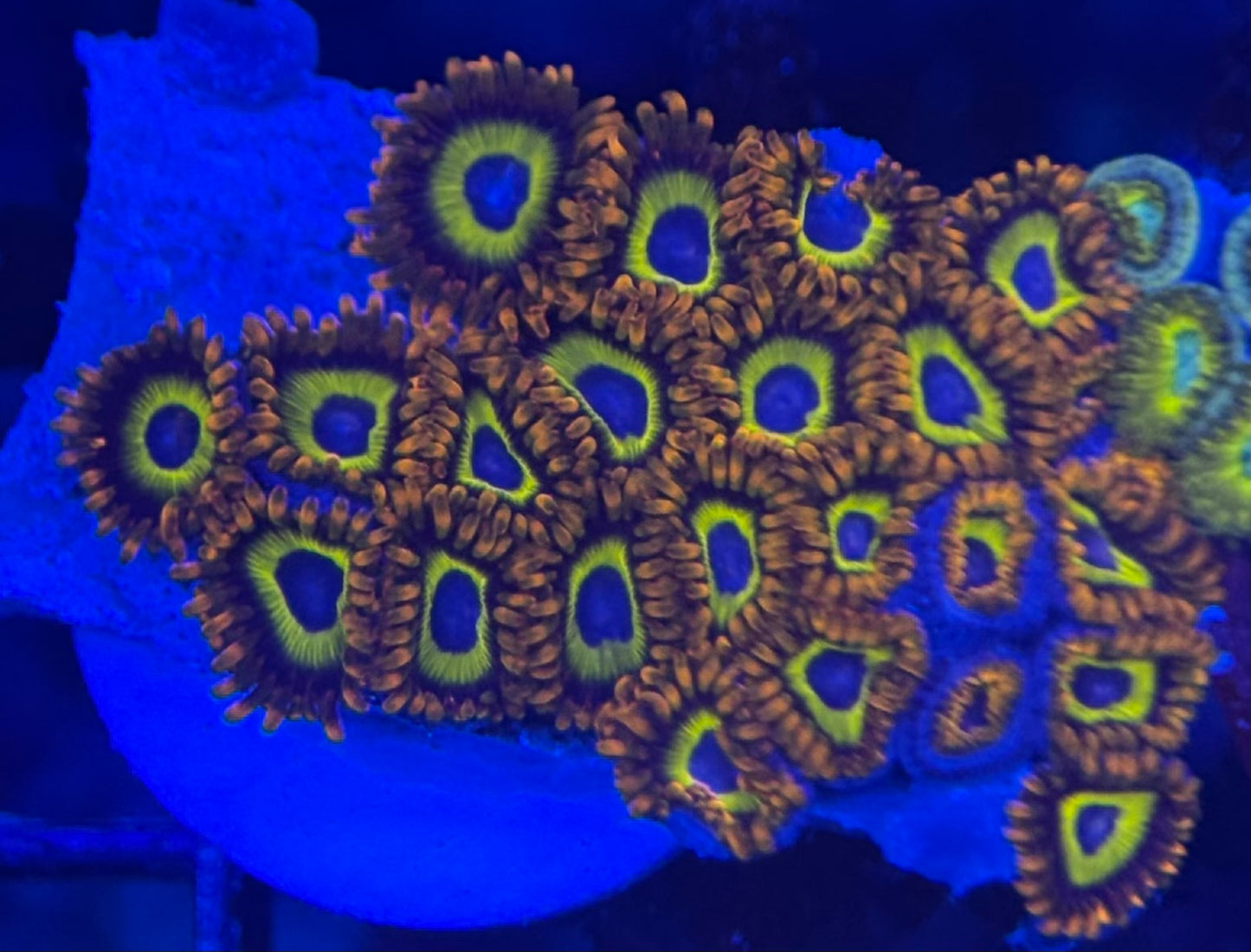 HD (ACI) Fruit Loops Zoas - 19+ Polyps! - WYSIWYG