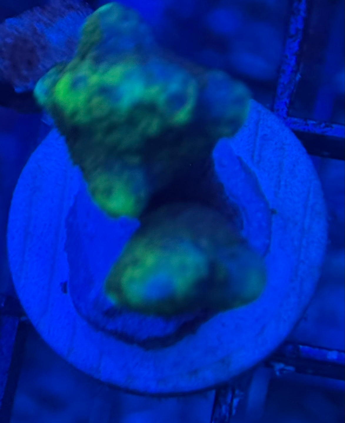 HD (WWC) Contraband Grafted Digi