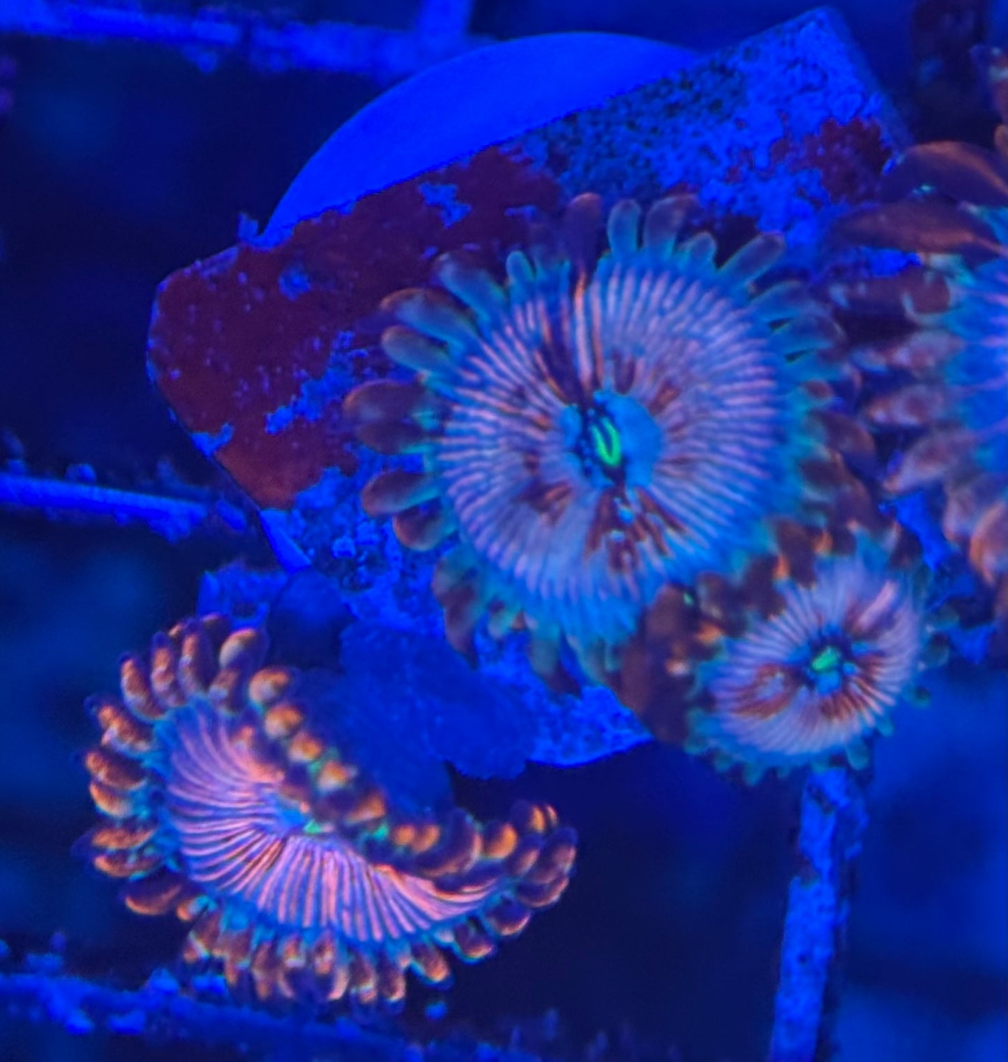 HD (ECC) OG White Zombie Zoas - 3+ Polyps! - WYSIWYG
