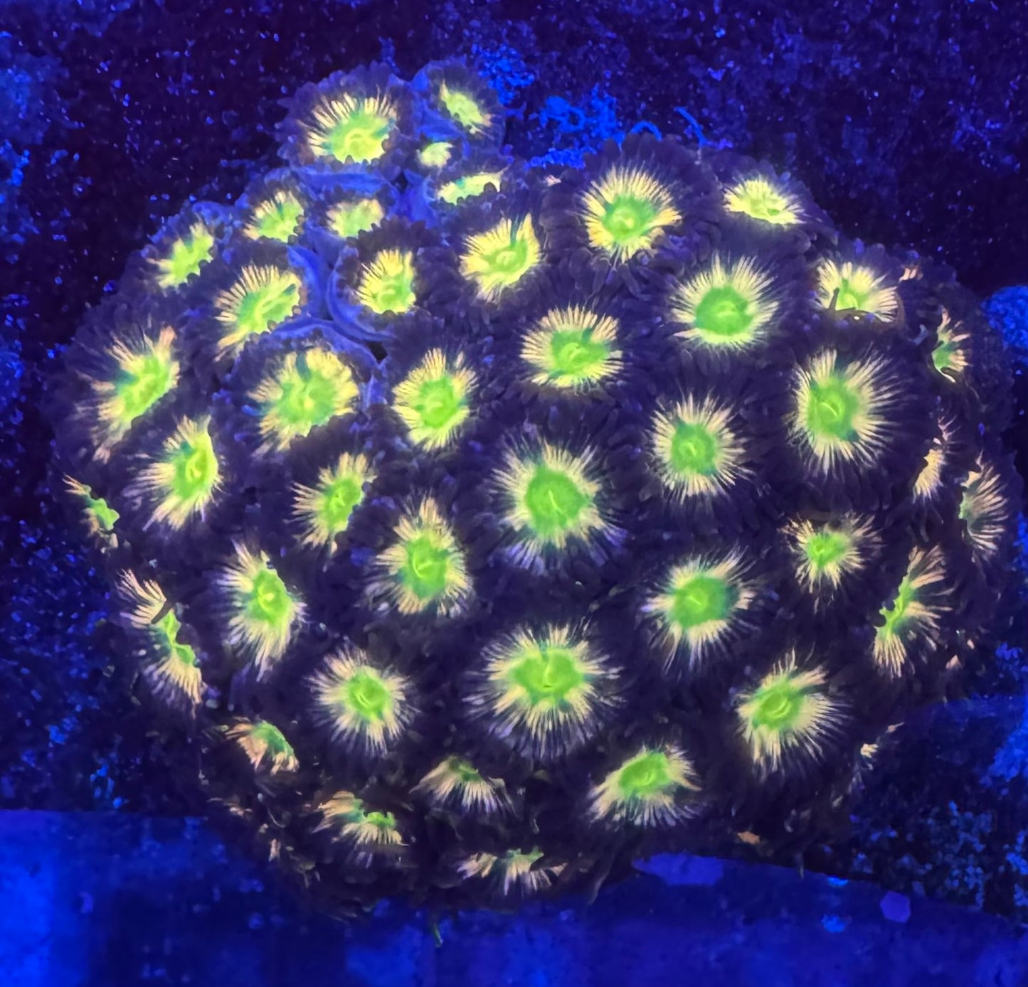 HD (ECC) Solar Flare Zoas - Cut To Order Frags