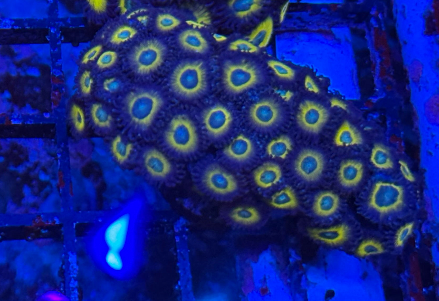 WYSIWYG - HD (ACI) Zombie Banana Zoas - 38+ Polyps
