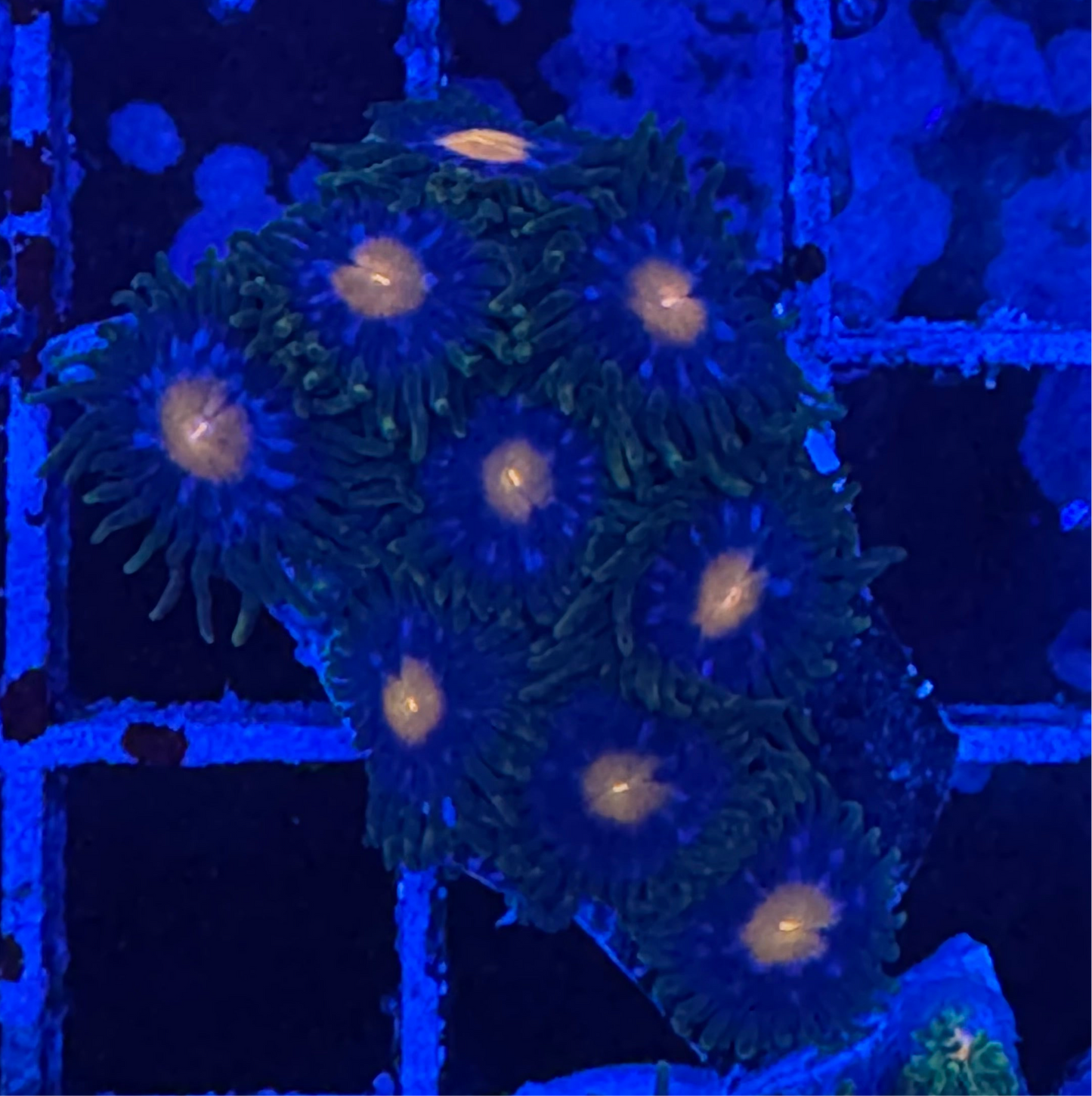 WYSIWYG - HD Jersey Blow Pops Zoas - 9+ Polyps