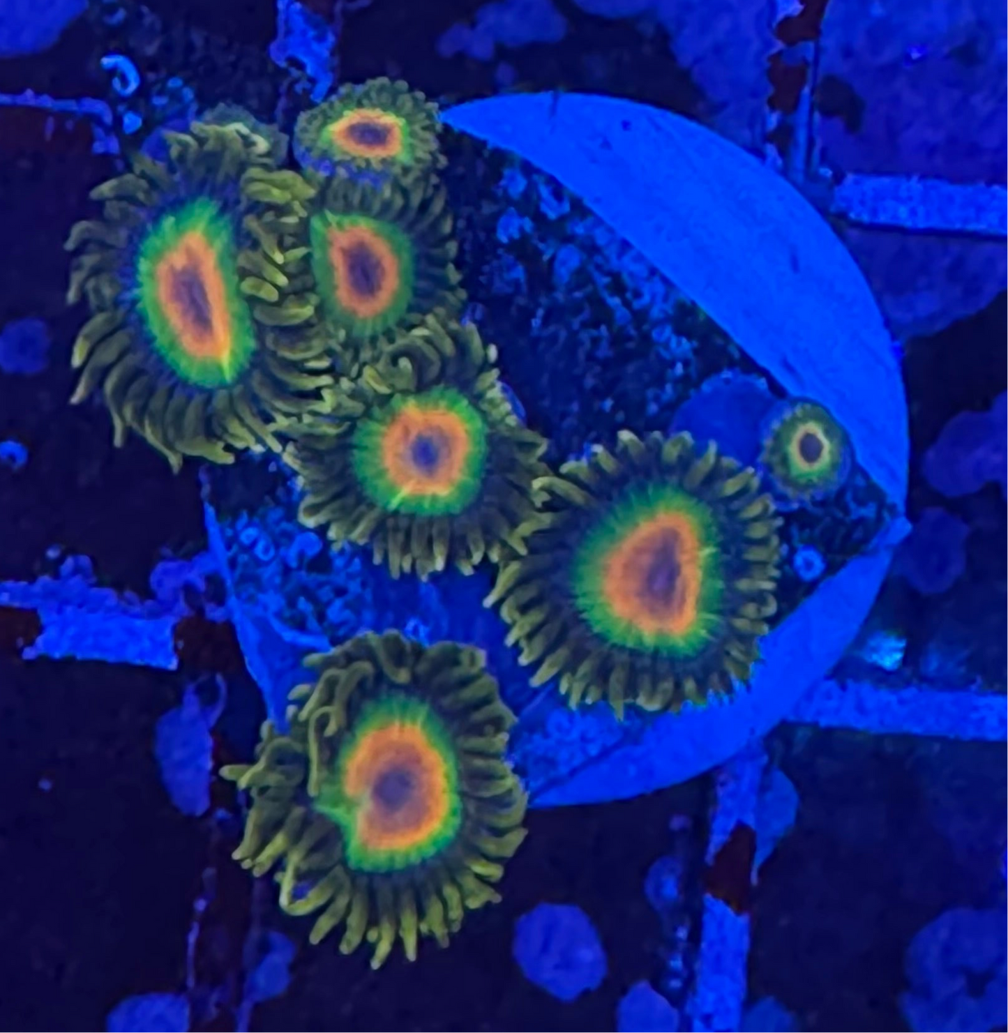 WYSIWYG - HD Rasta Zoas - 7+ Polyps
