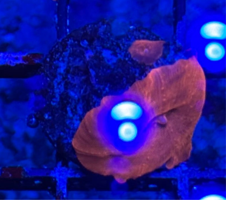 WYSIWYG - HD Iron Man Discosoma Mushrooms