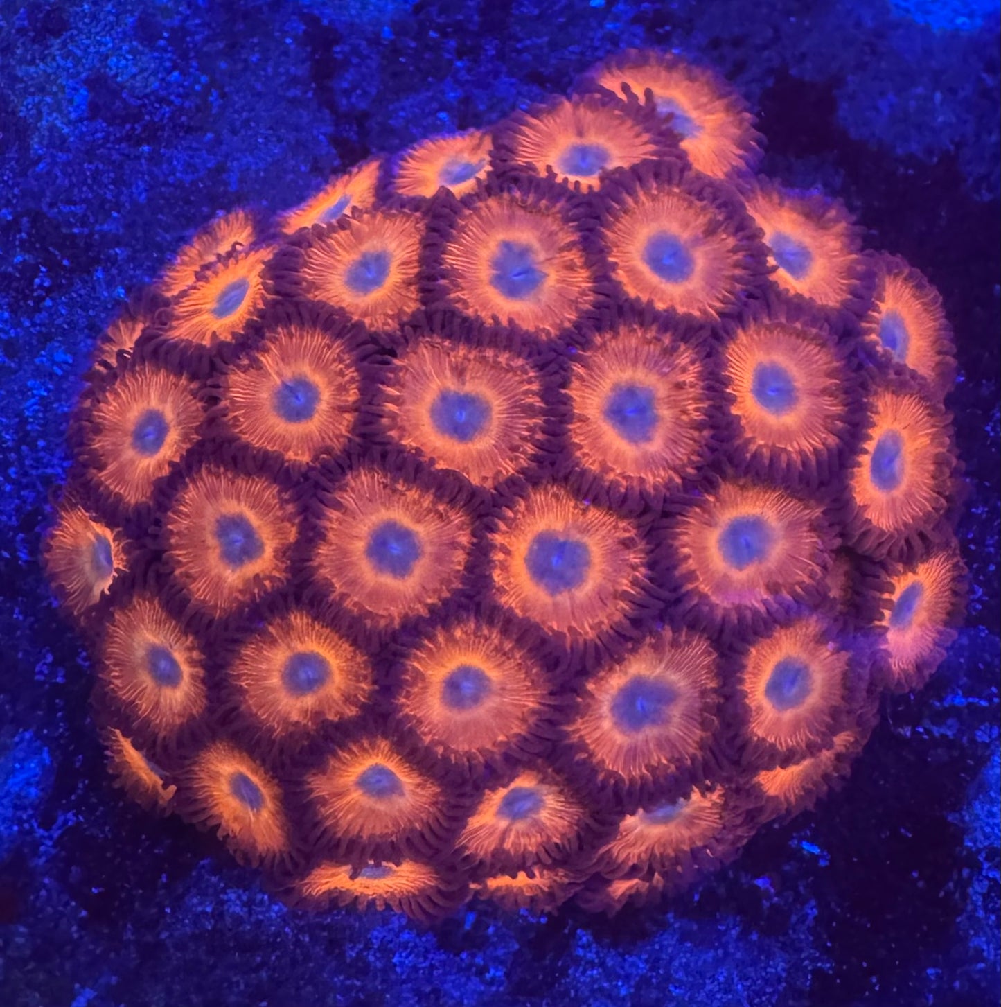 HD (ECC) Charmander Zoas - Cut To Order Frags