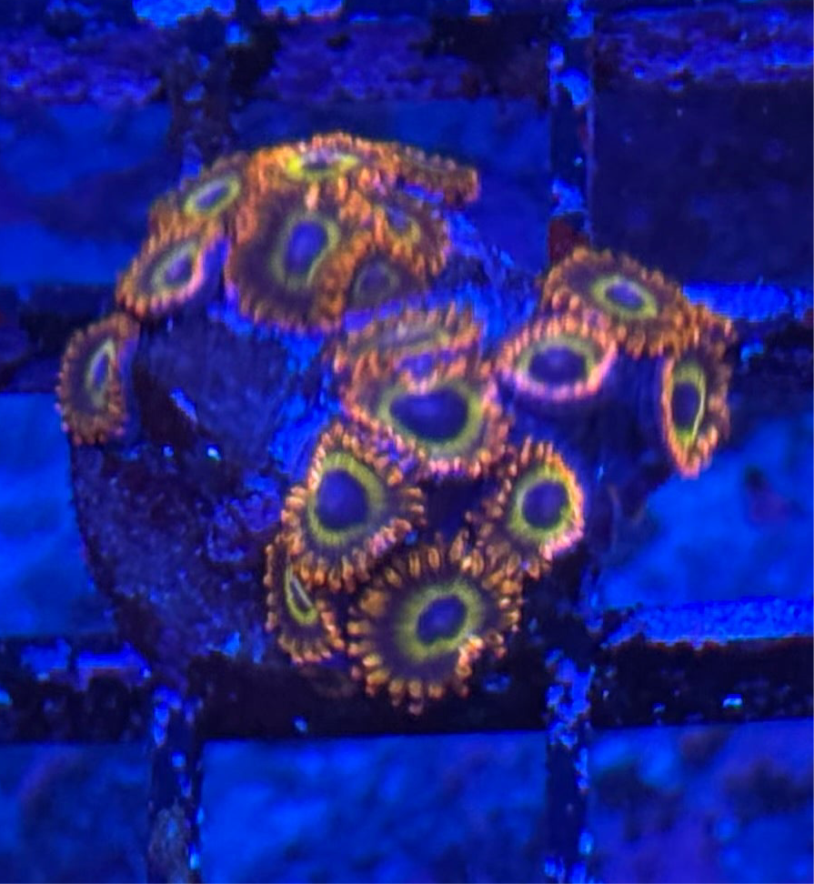 WYSIWYG - HD (ACI) Fruit Loops Zoas - 18+ Polyps