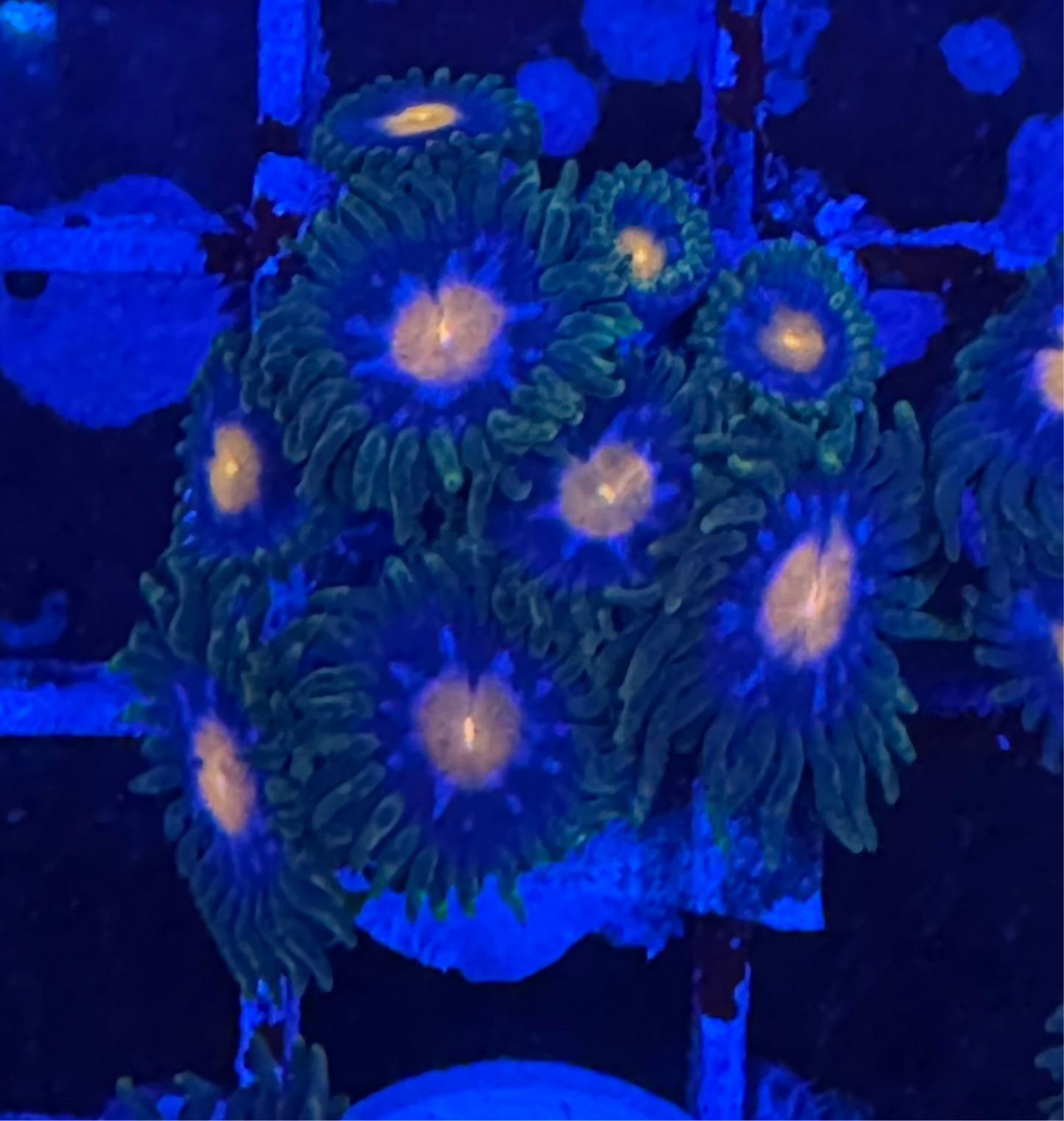 WYSIWYG - HD Jersey Blow Pops Zoas - 9+ Polyps