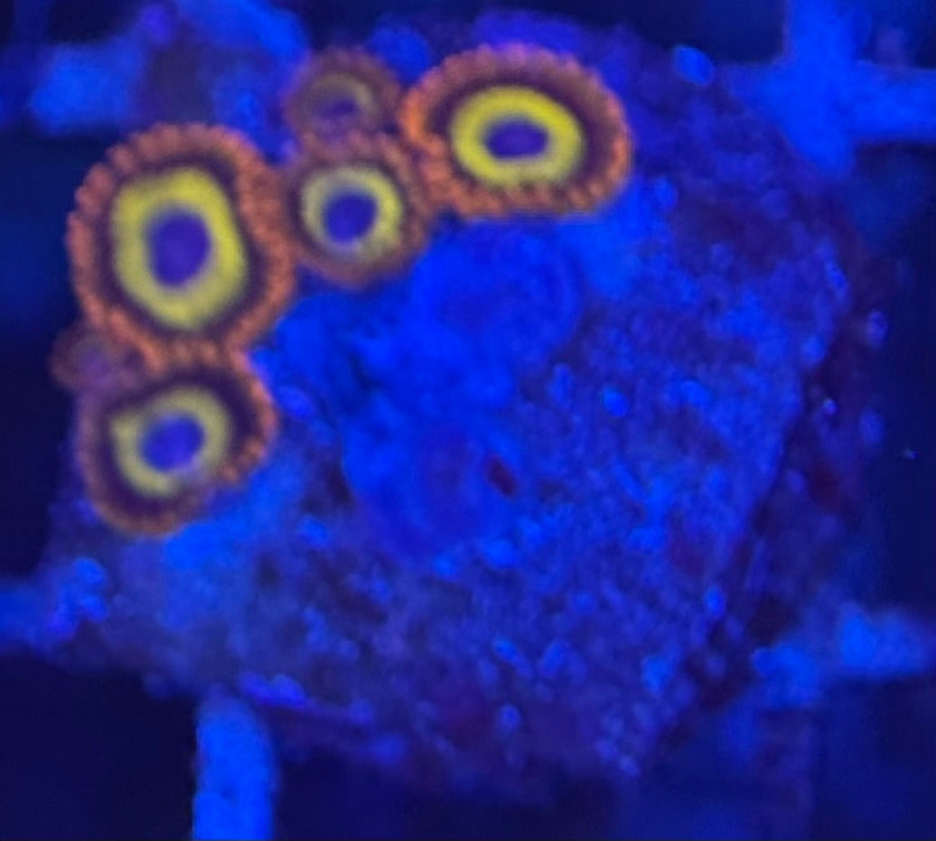 HD (ECC) Fruit Loops Zoas - 5+ Polyps