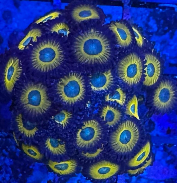HD (ACI) Zombie Banana Zoa - Cut To Order Frag!