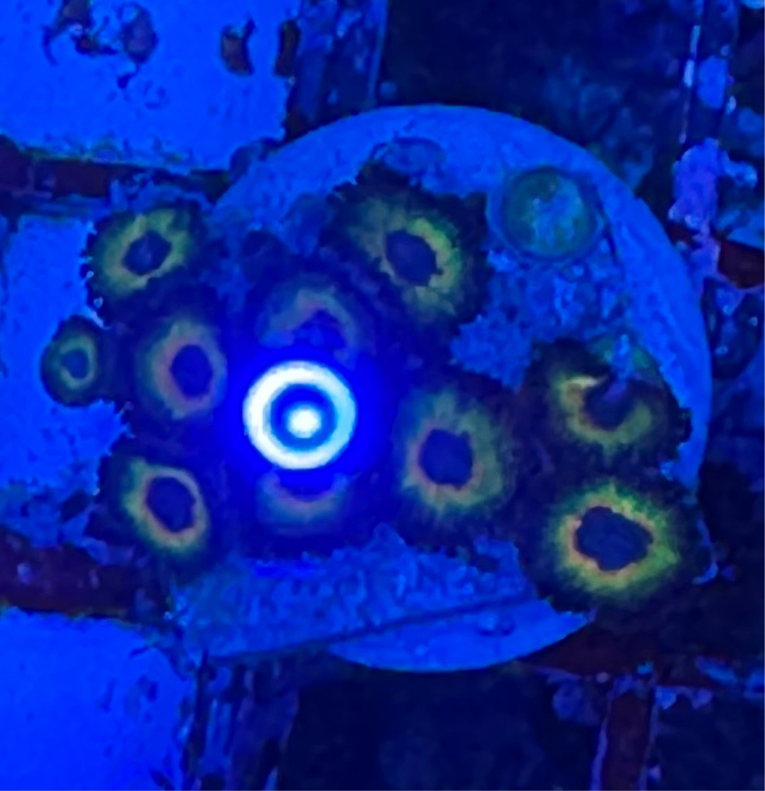 WYSIWYG - HD Bob Marley Zoas - 11+ Polyps