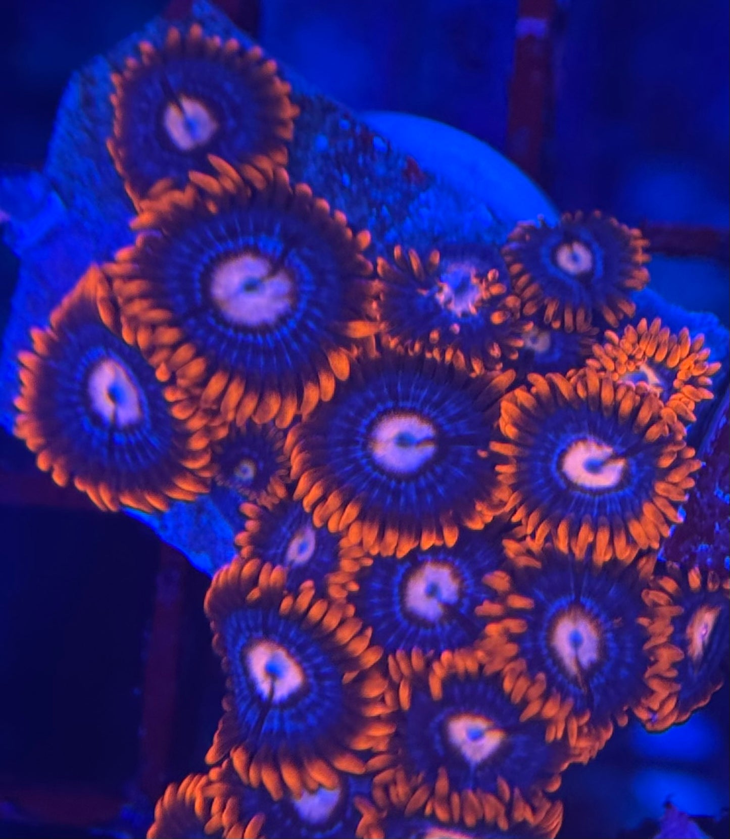 HD (ECC) Fire and Ice Zoas - 17+ Polyps! - WYSIWYG