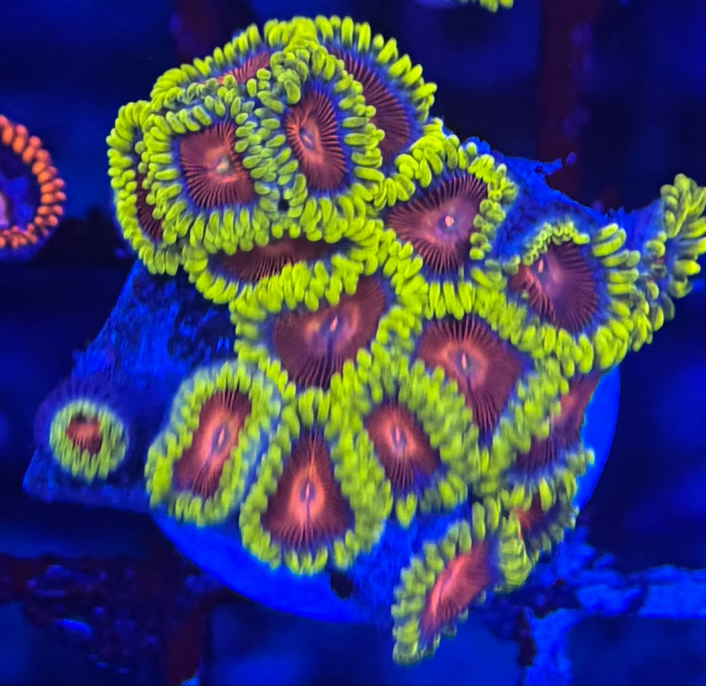 HD (CC) Spitfires Zoas- 18+ Polyps! - WYSIWYG
