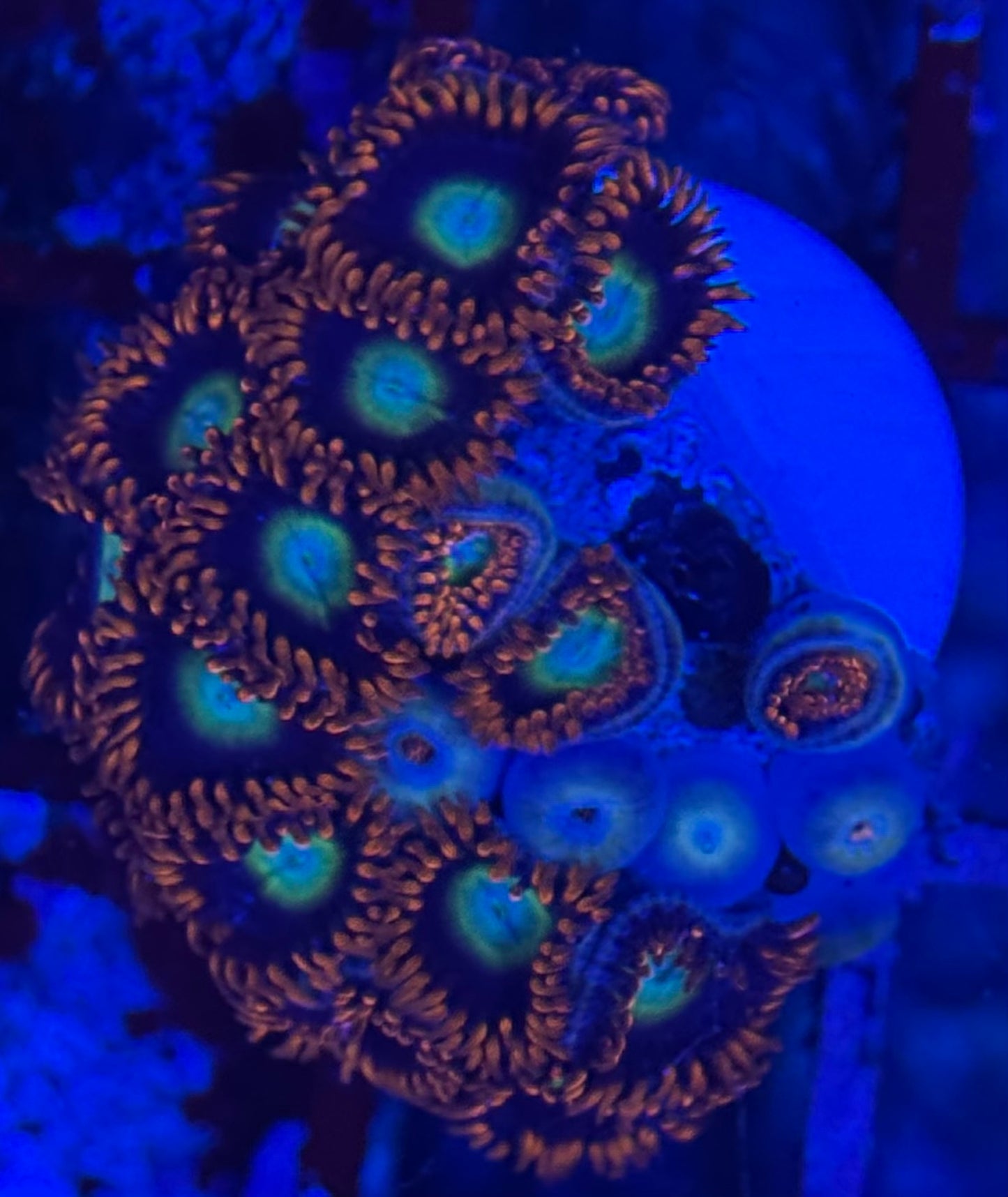 HD (TSA) Circus Freaks Zoas - 19+ Polyps! - WYSIWYG