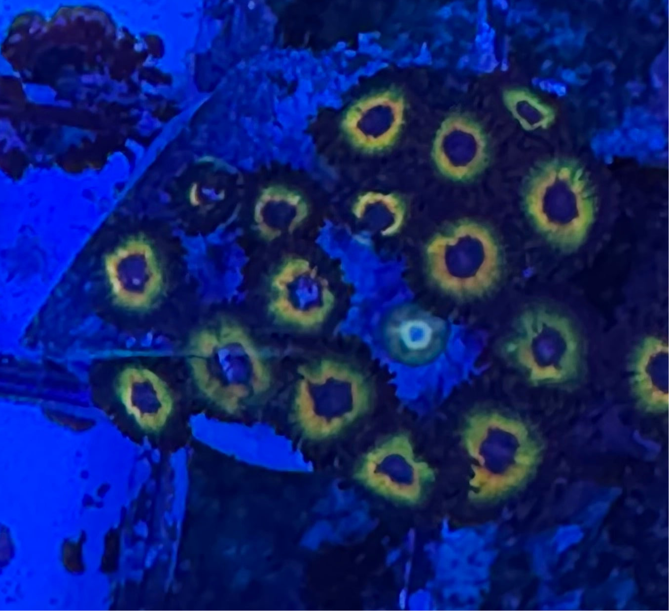 WYSIWYG - HD Bob Marley Zoas - 17+ Polyps