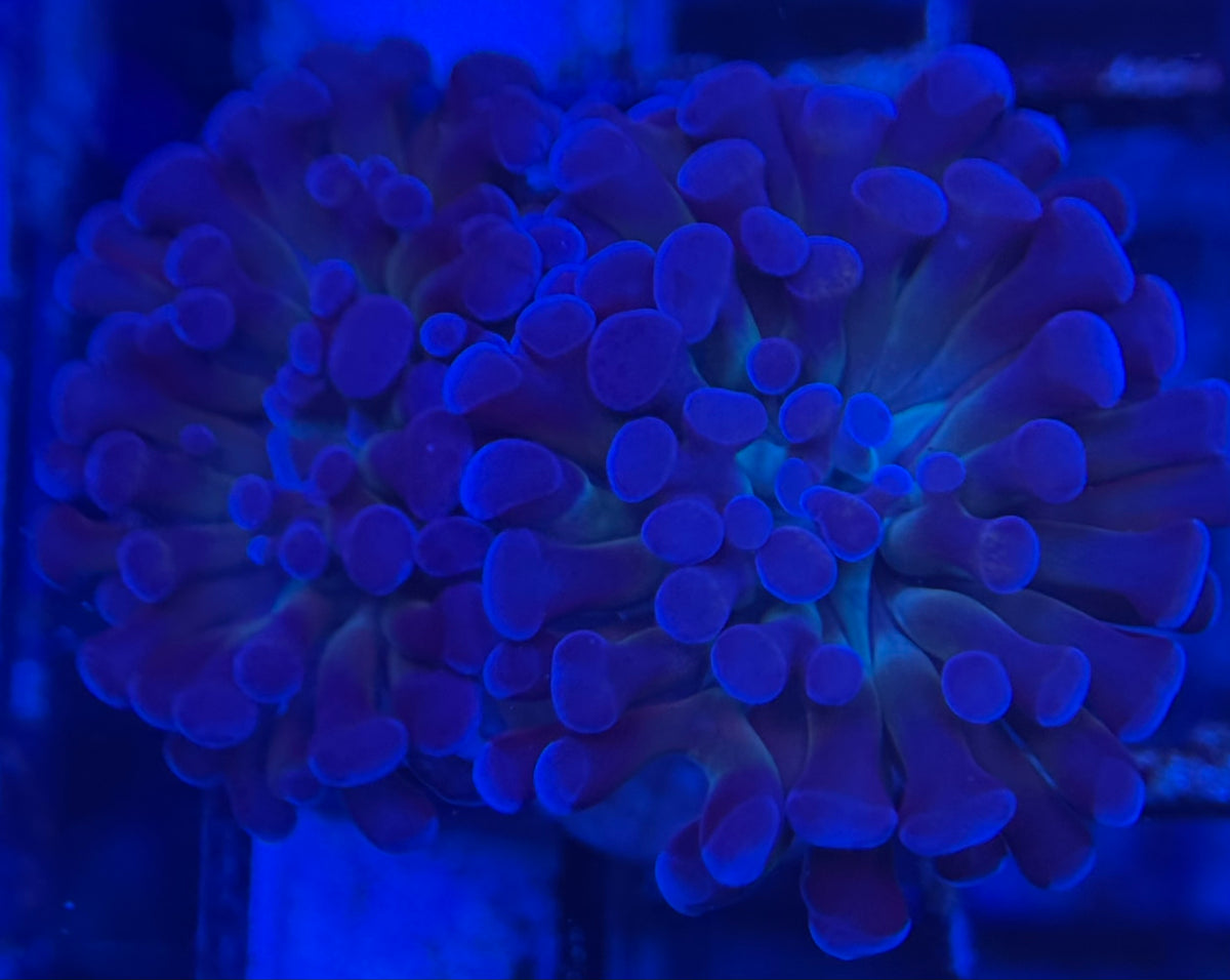 HD (ACI) Prince of Darkness Hammer - 2 Heads