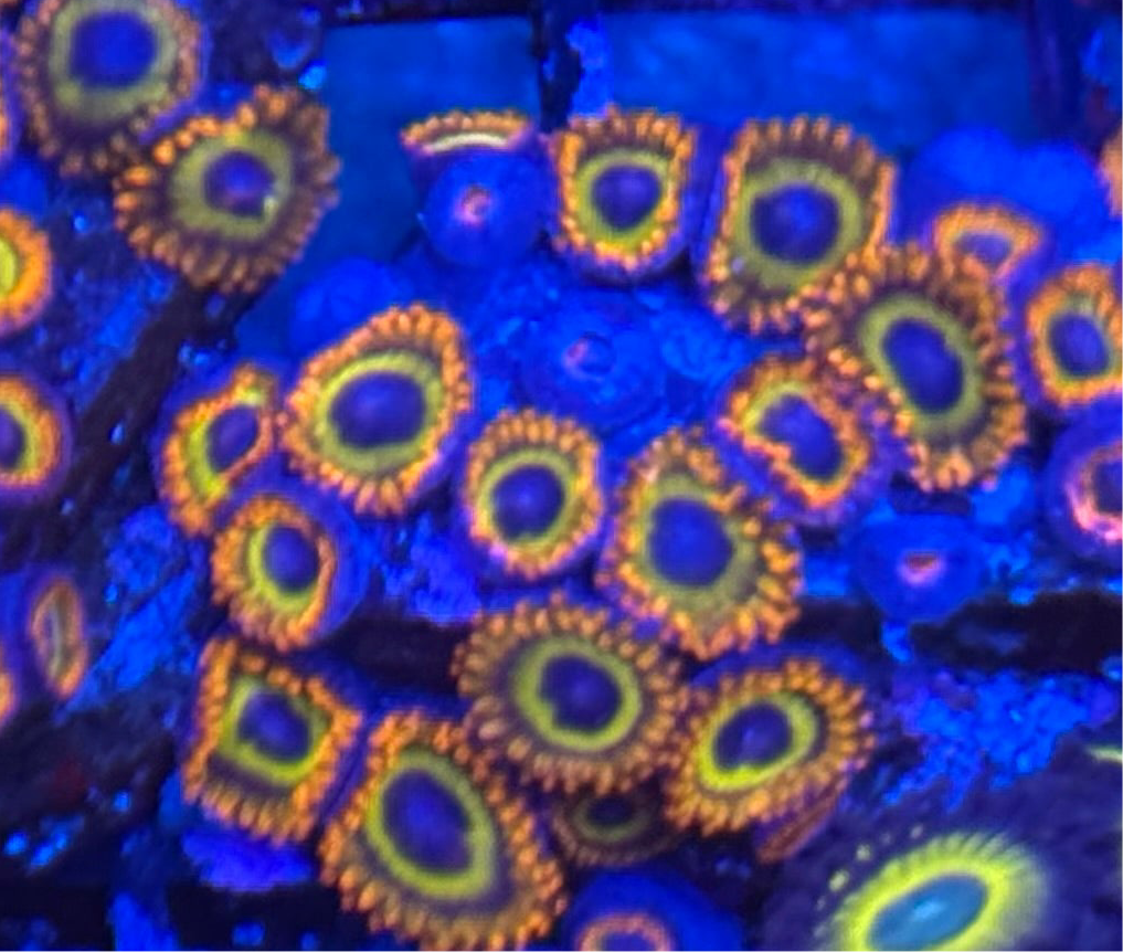WYSIWYG - HD (ACI) Fruit Loops Zoas - 18+ Polyps