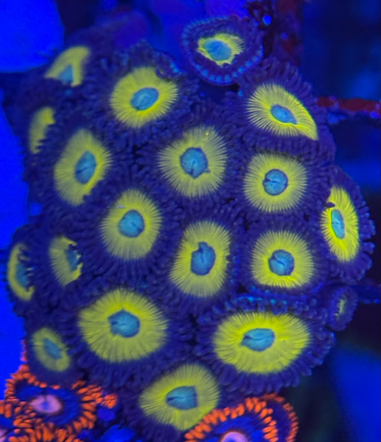 HD (ACI) Zombie Banana Zoas- 18+ Polyps! - WYSIWYG