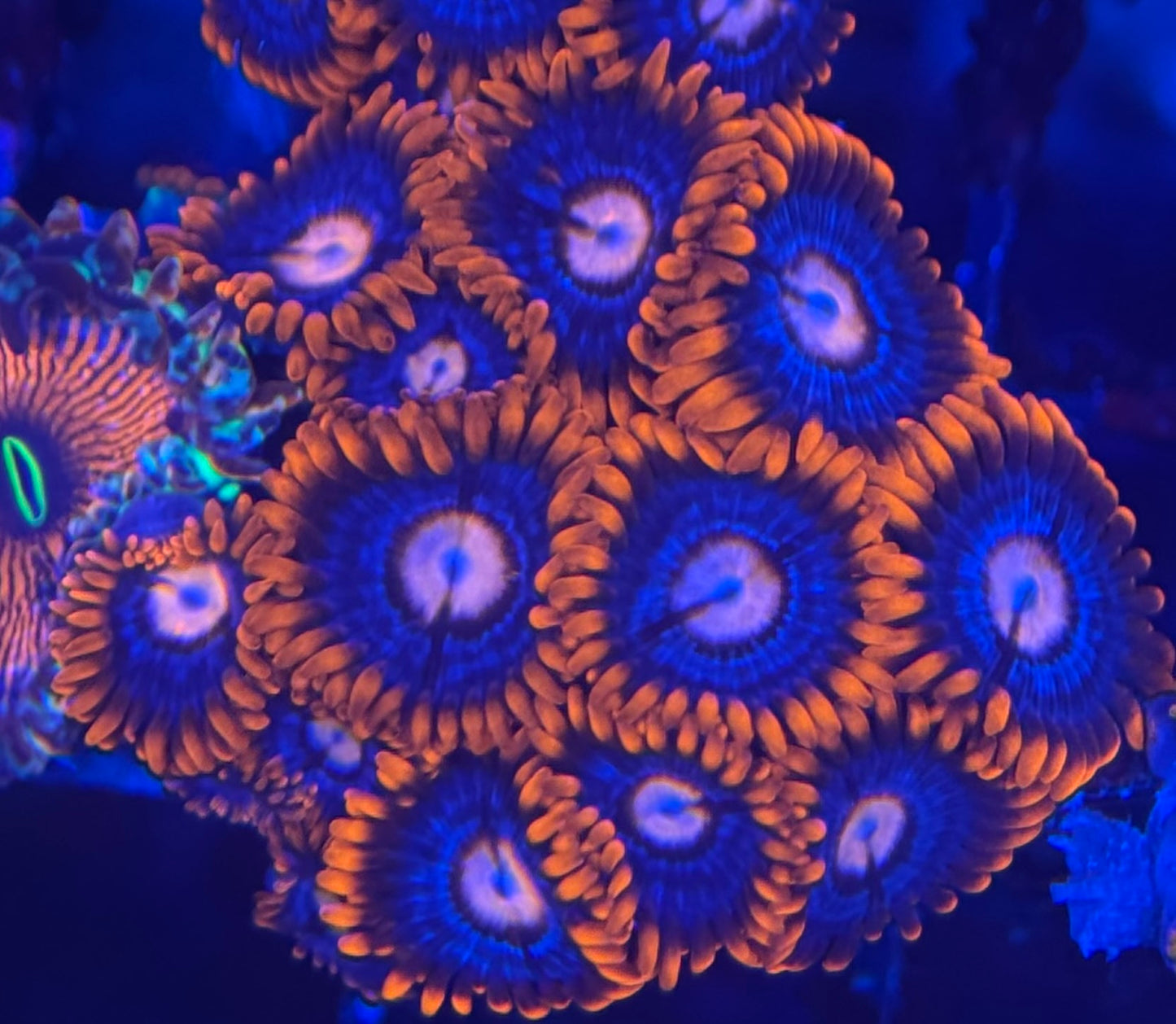 HD (ECC) Fire and Ice Zoas- 12+ Polyps! - WYSIWYG