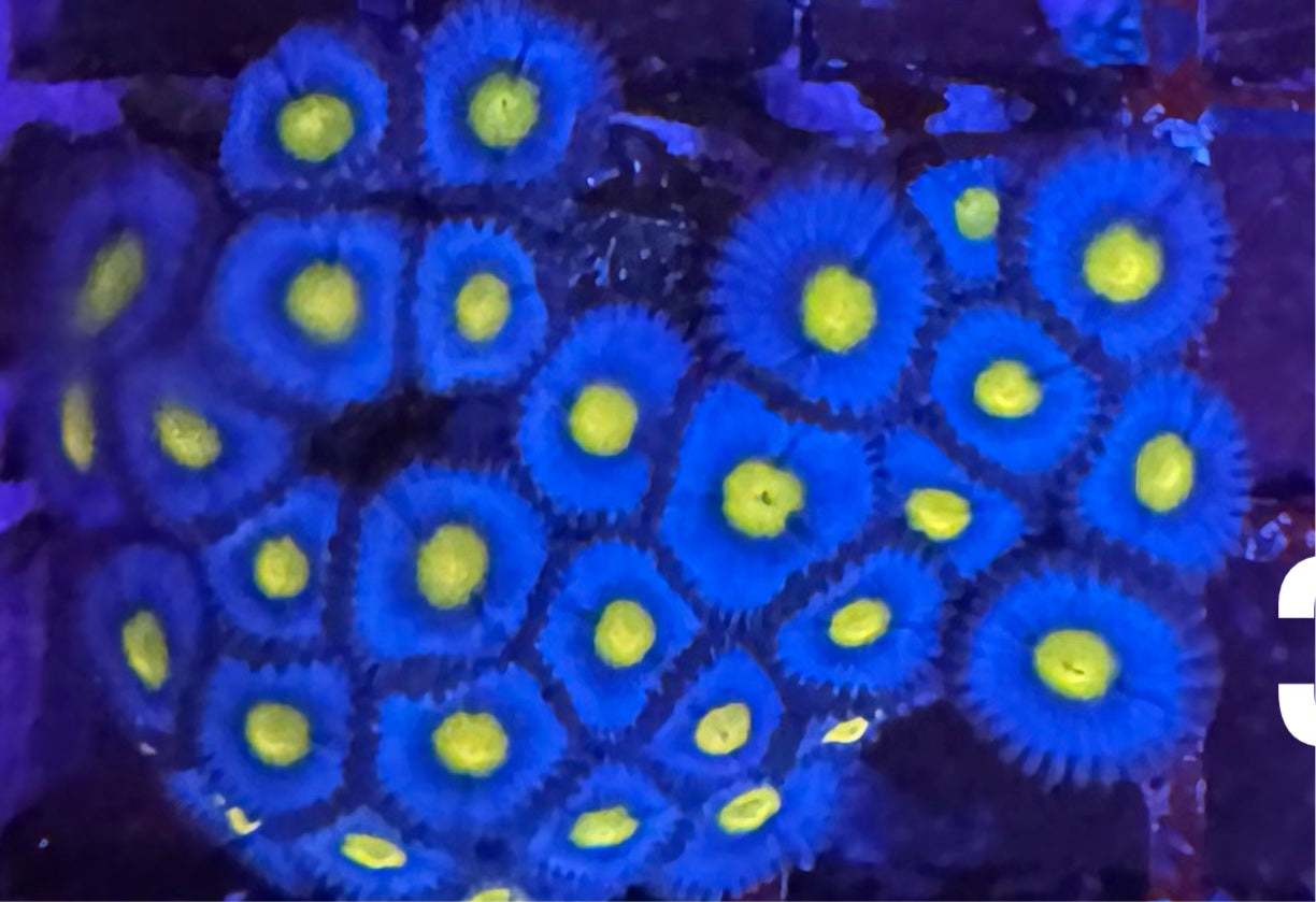 HD (WWC) AOI Zoa - Cut To Order!