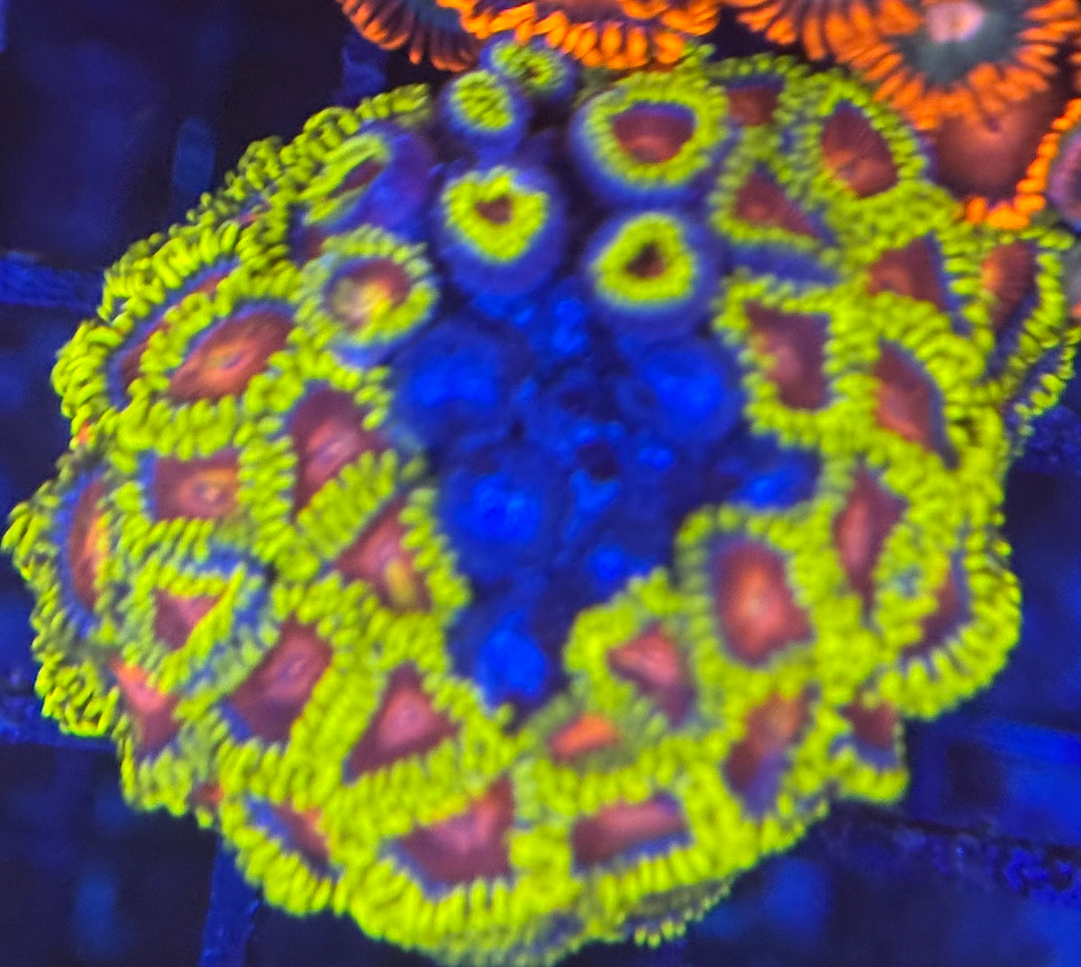 HD (CC) Spitfires Zoas - 34+ Polyps