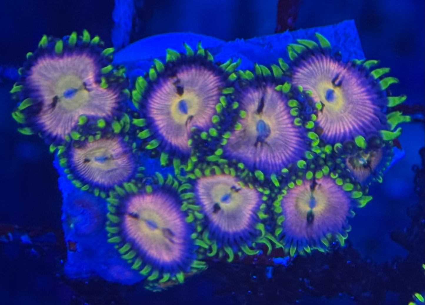 HD (ACI) Nirvana Zoas - 9+ Polyps! - WYSIWYG