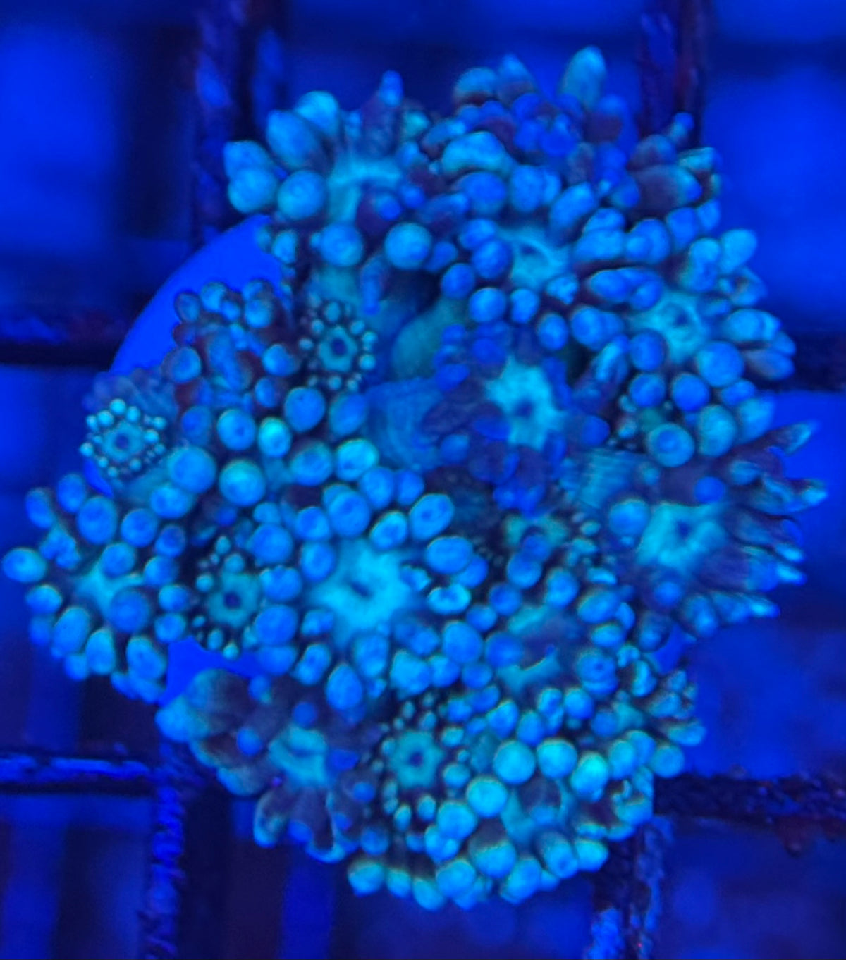 HD (TCK) Teal Goni