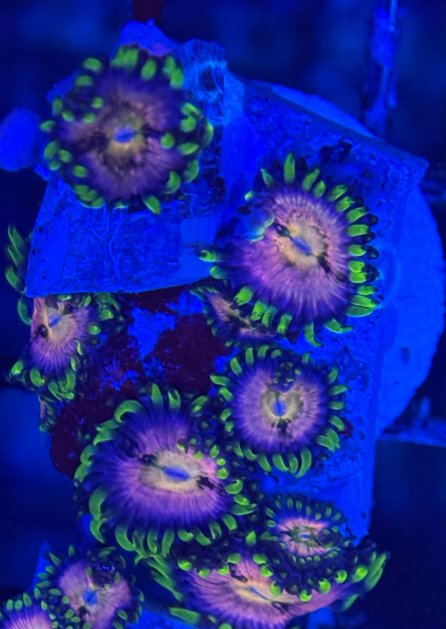 HD (ACI) Nirvana Zoas - 7+ Polyps! - WYSIWYG