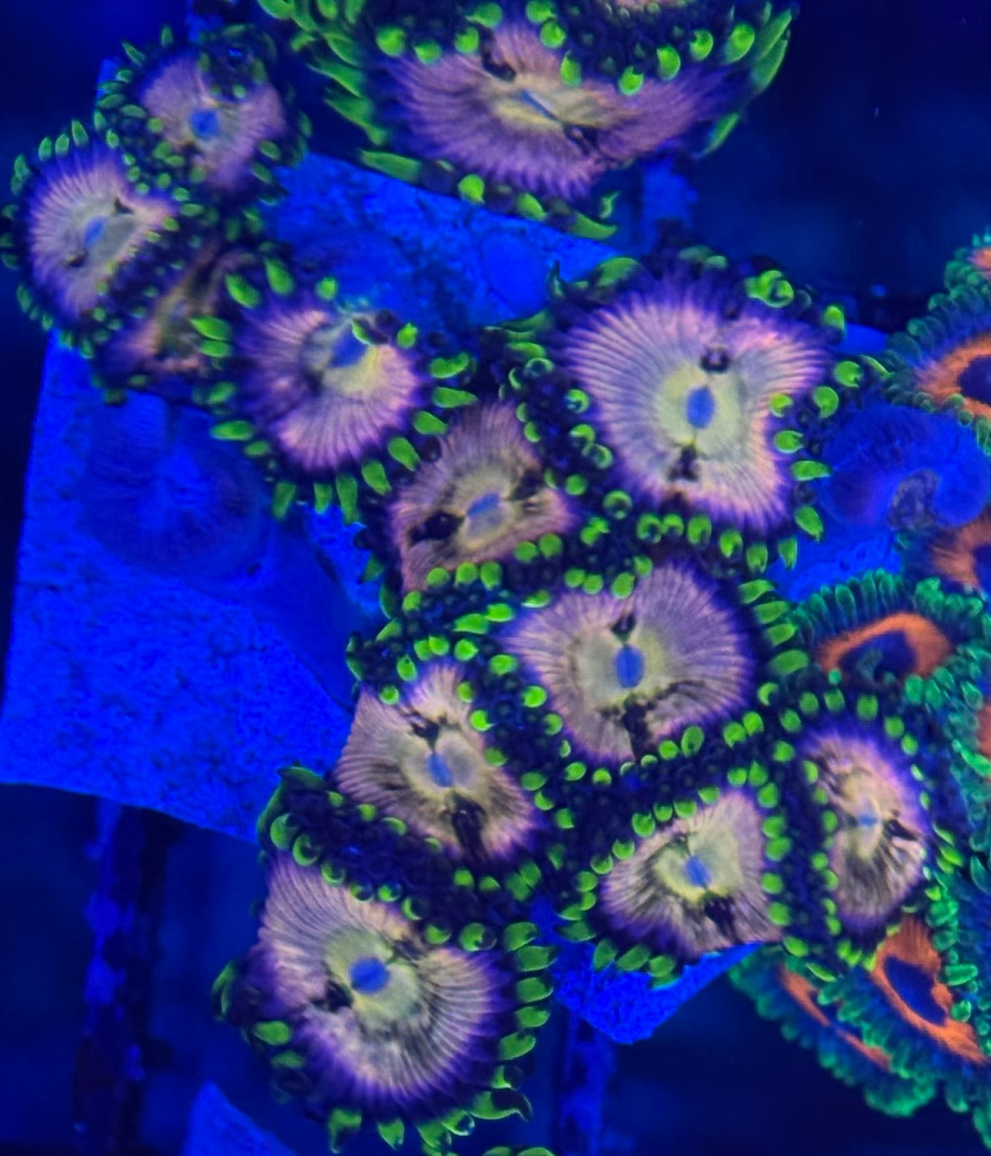HD (ACI) Nirvana Zoas - 11+ Polyps! - WYSIWYG