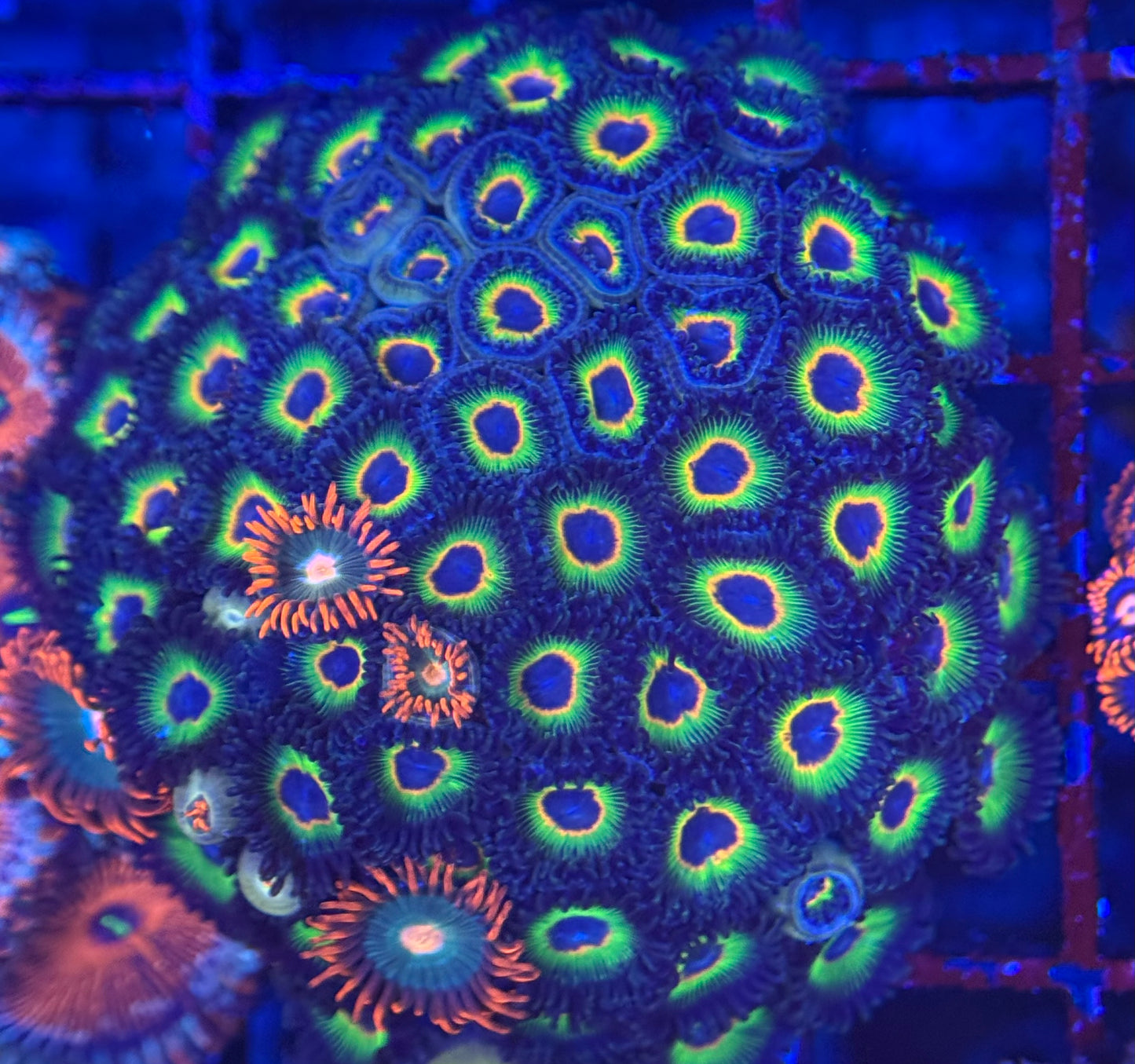 HD Bob Marley + Friends Zoas - 57+ Polyps! - WYSIWYG