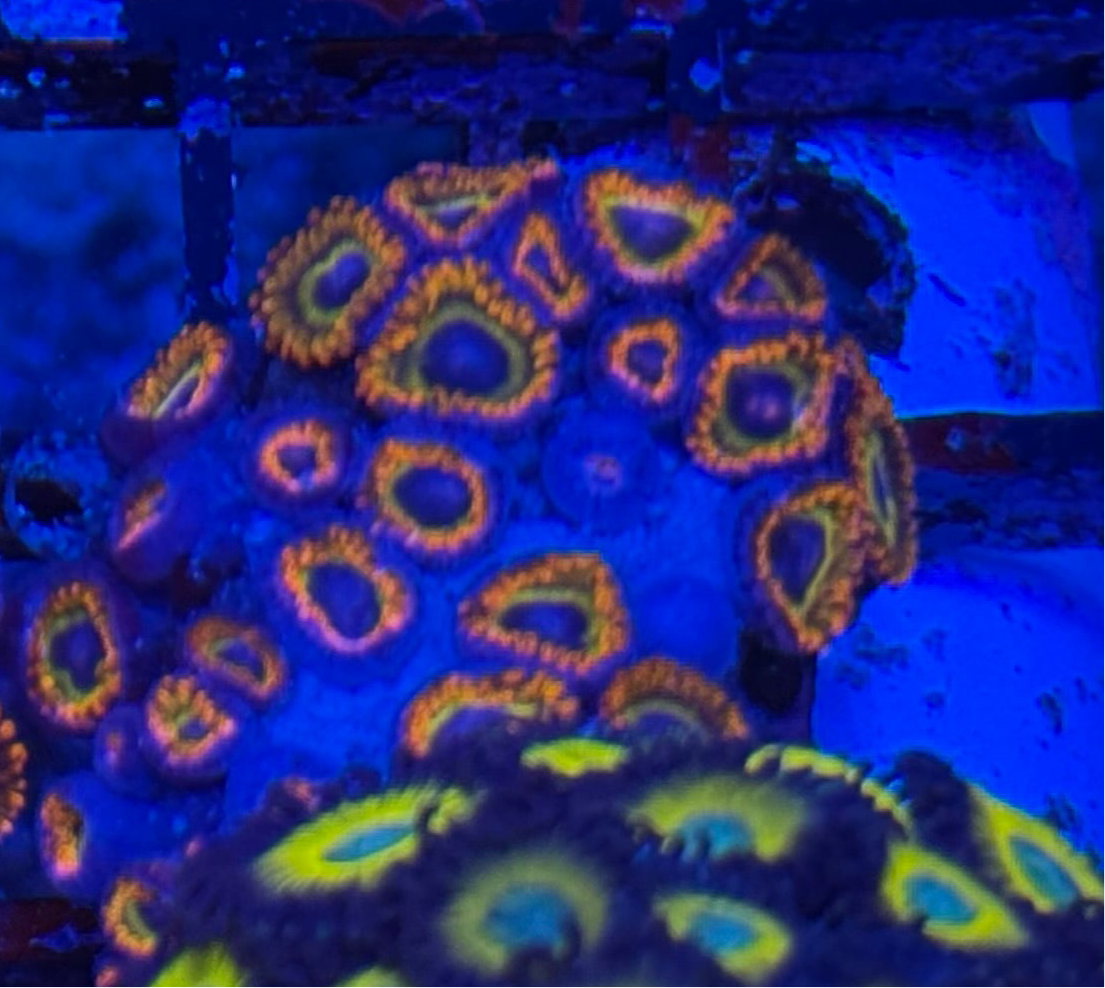 WYSIWYG - HD (ACI) Fruit Loops Zoas - 22+ Polyps