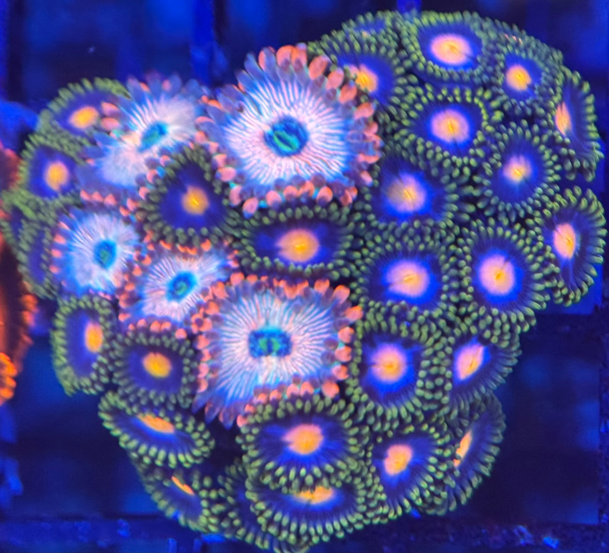 HD (ECC) White Zombies + Jersey Blow Pops Zoas - 35+ Polyps