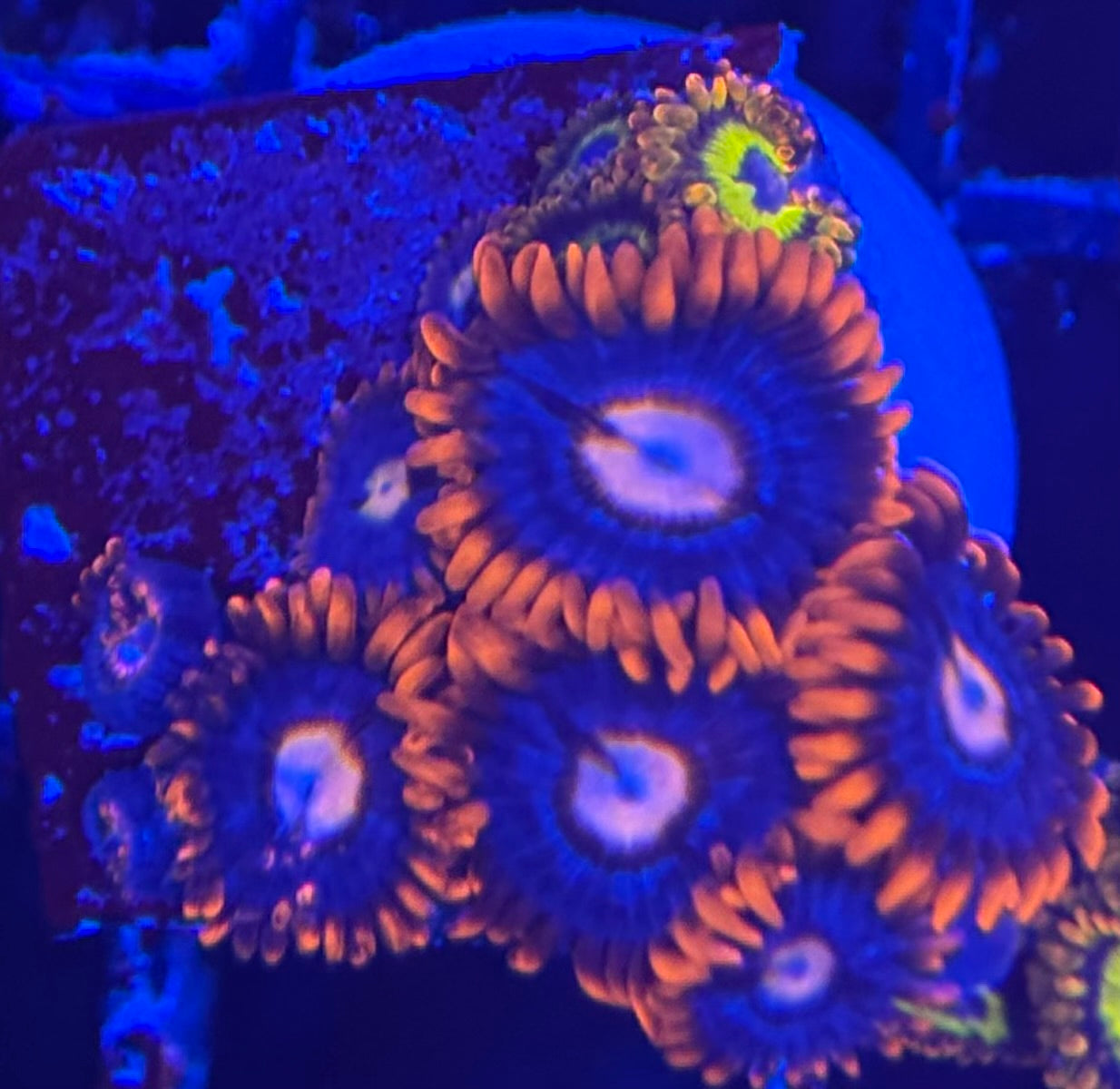 HD (ECC) Fire and Ice + Fruit Loops Zoas- 11+ Polyps! - WYSIWYG
