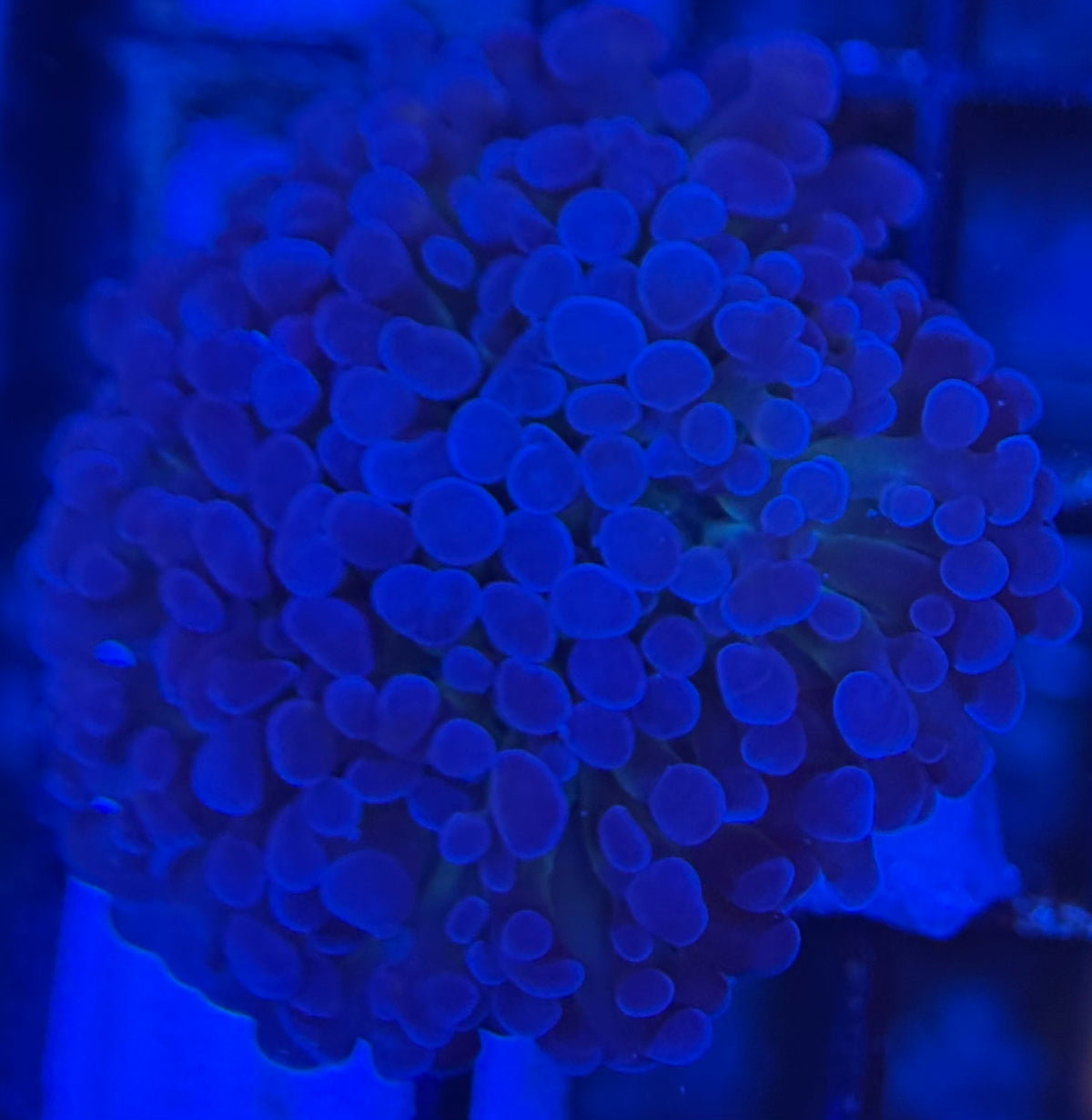 HD (ACI) Prince of Darkness Hammer