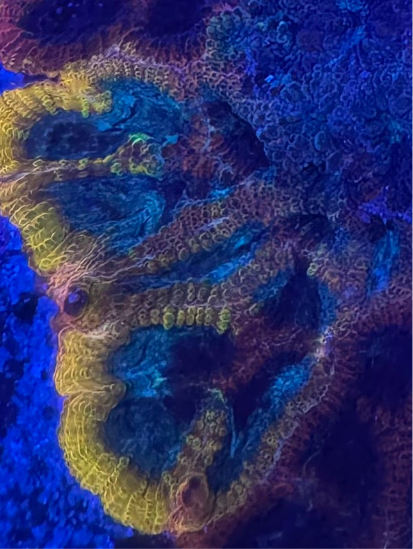 HD (CC) Full Tilt Favia - Cut To Order Frags