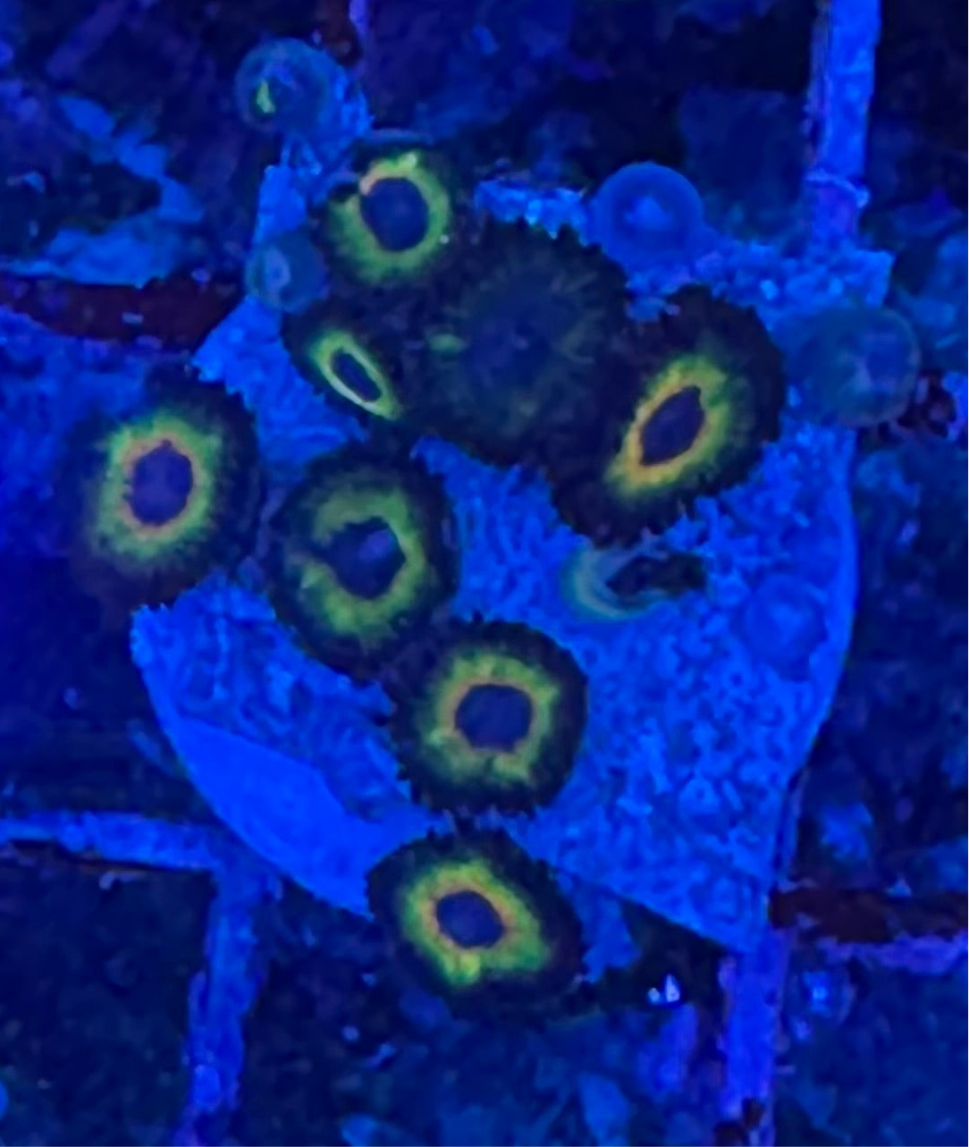 WYSIWYG - HD Bob Marley Zoas - 11+ Polyps