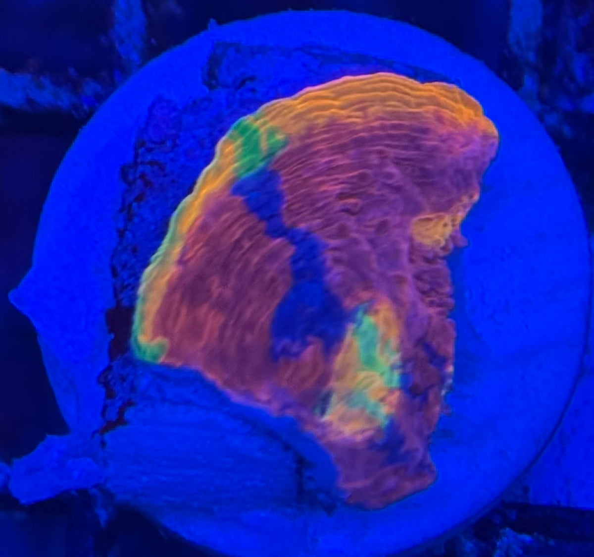HD (ASD) Rainbow Cake Chalice