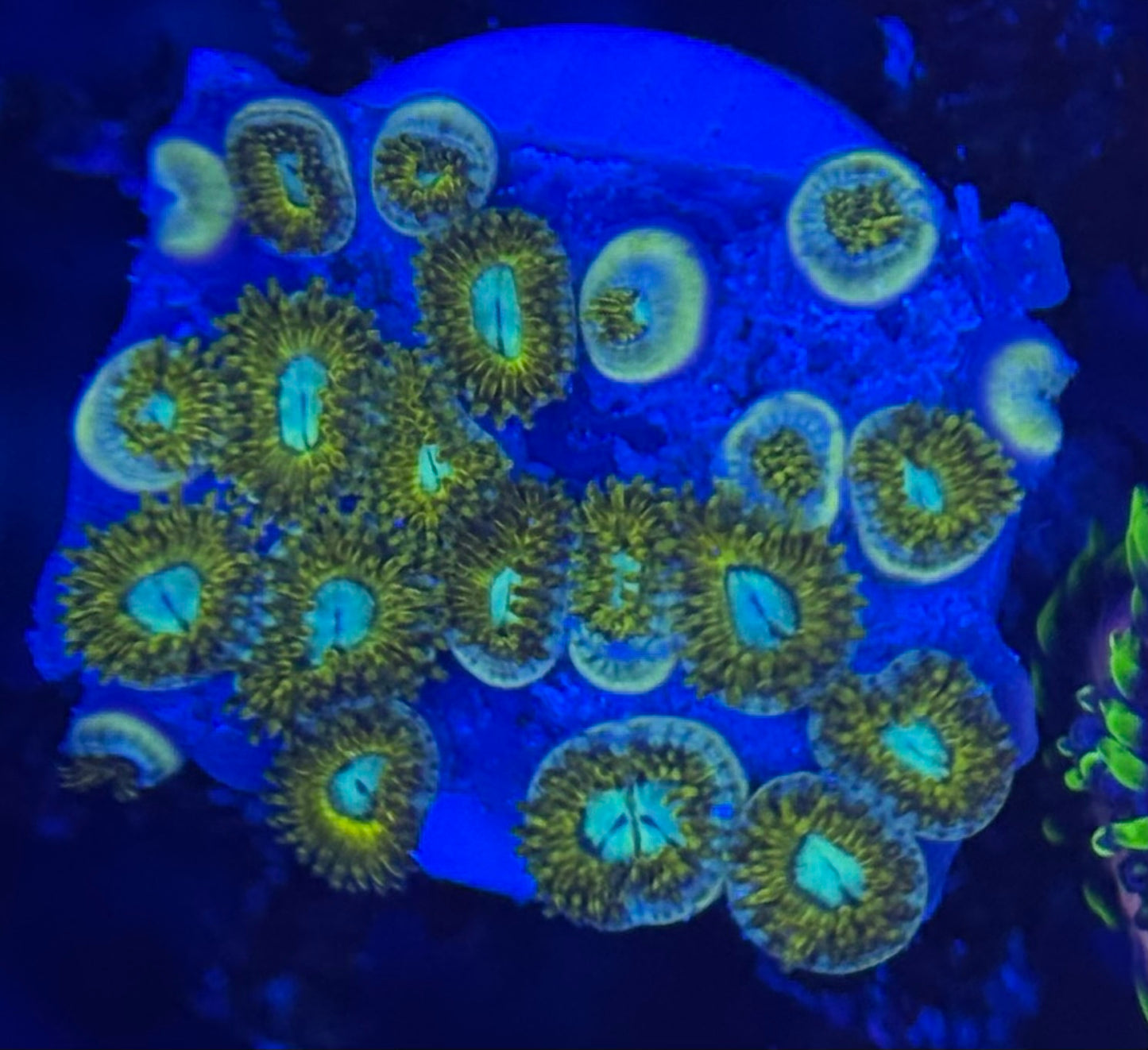HD (ECC) Pikachu Zoas - 21+ Polyps! - WYSIWYG