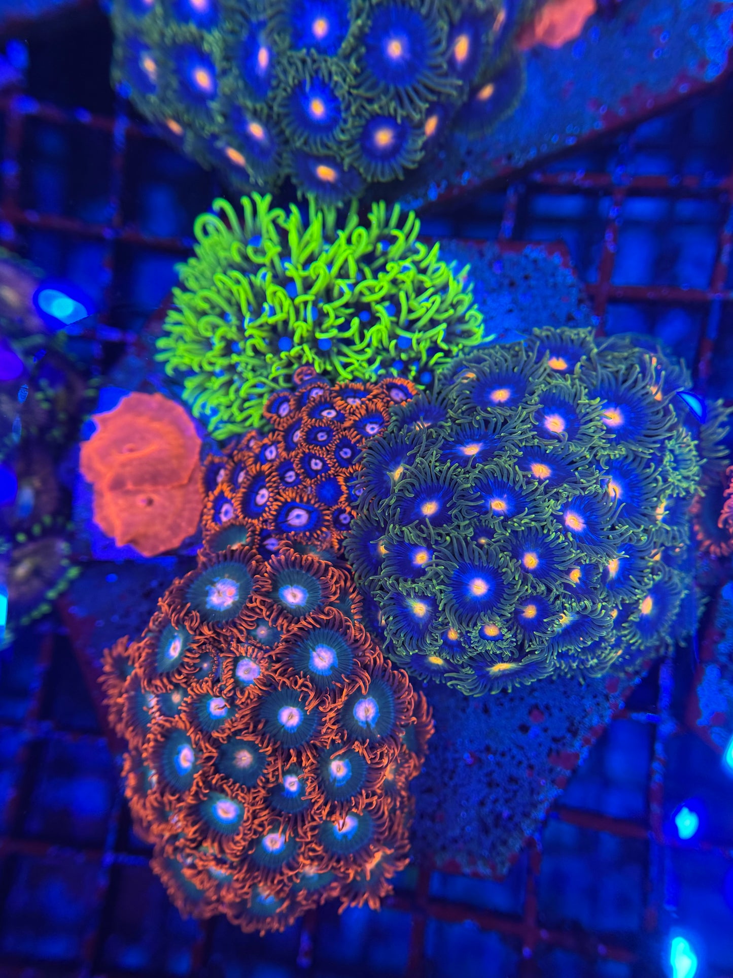 HD Aquacultured Mini Reef Tile - WYSIWYG