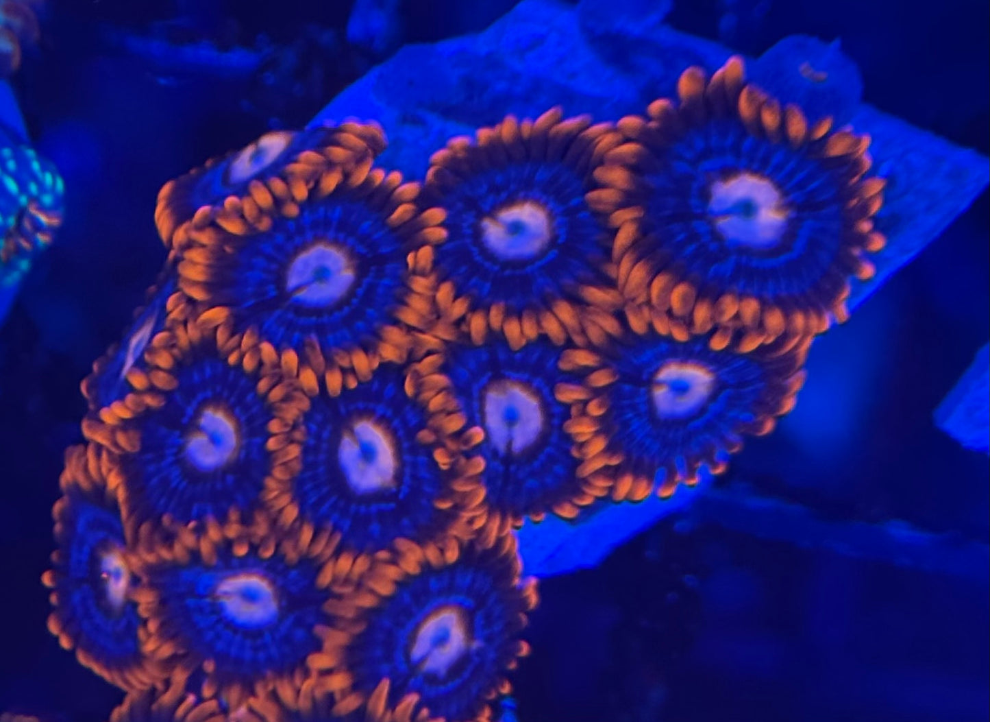 HD (ECC) Fire and Ice Zoas- 12+ Polyps! - WYSIWYG