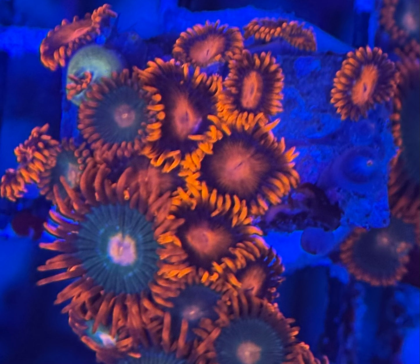 HD Gatorades + Bam Bams Zoas - 21+ Polyps! - WYSIWYG