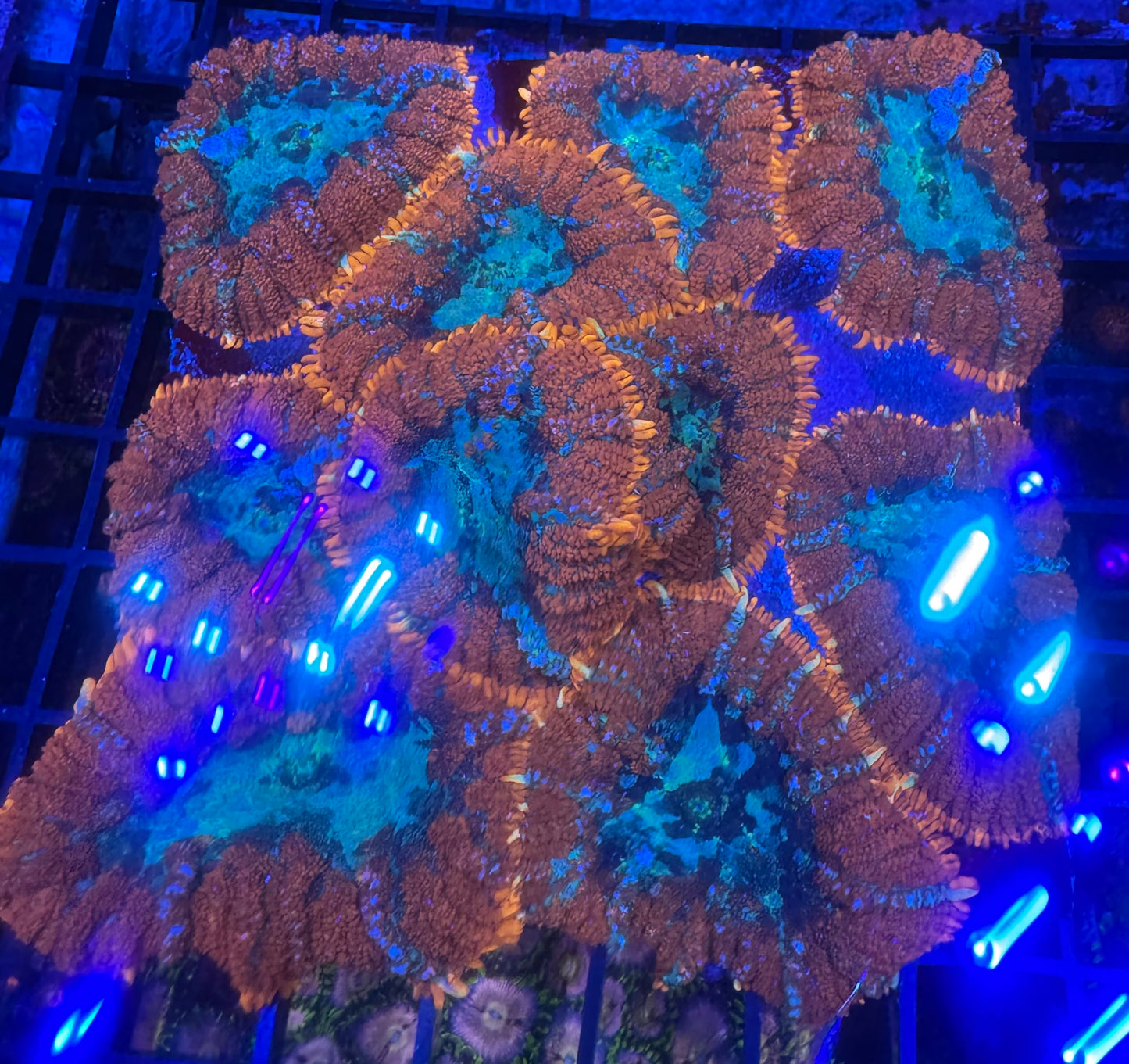 HD Blue Balls Bounce Mushroom - Cut To Order Frag