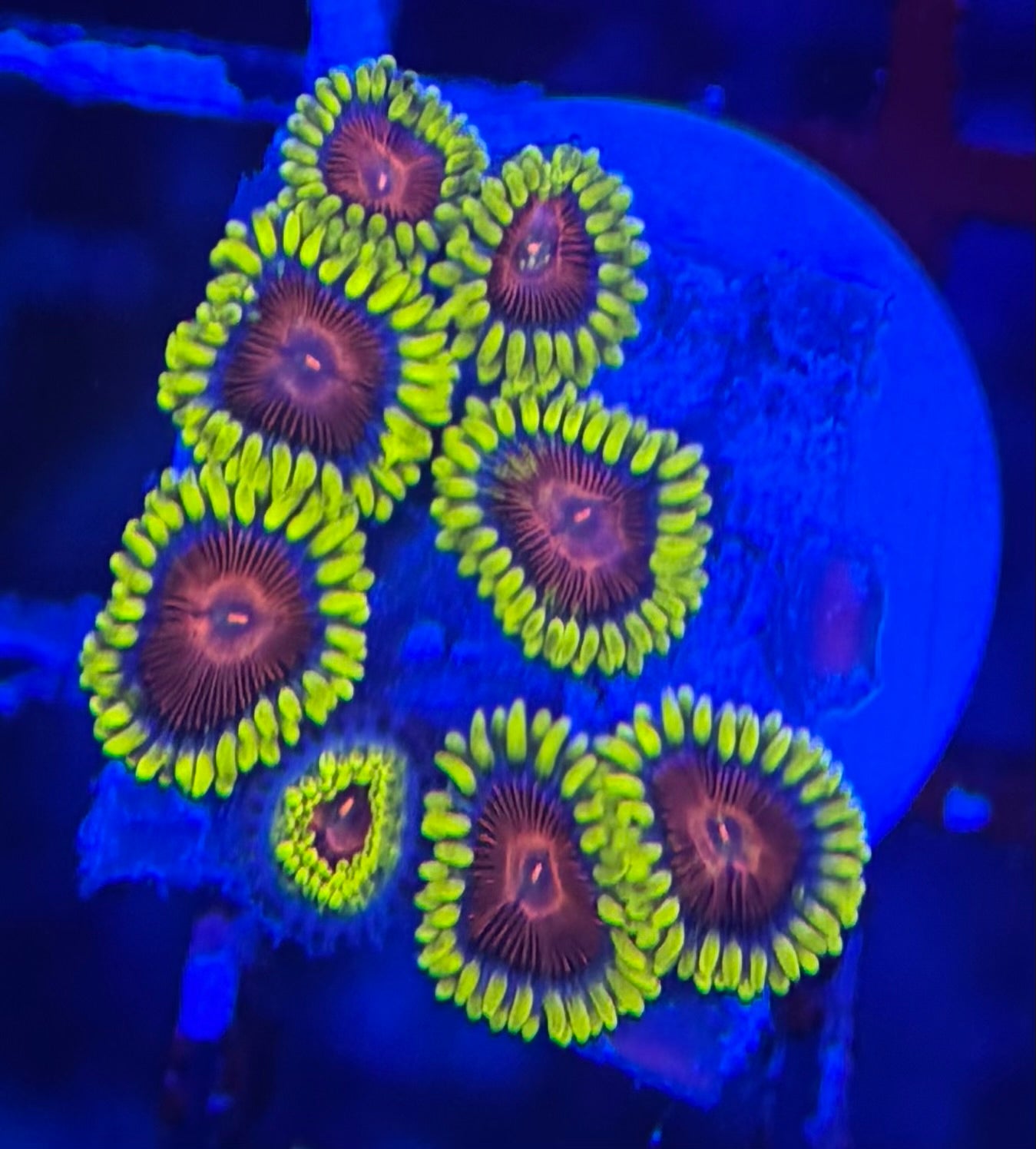 HD (CC) Spitfires Zoas- 8+ Polyps! - WYSIWYG