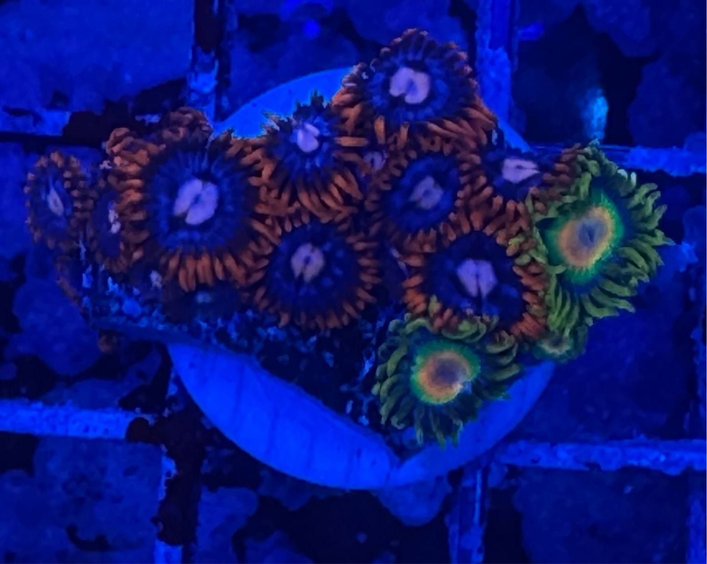 WYSIWYG - HD Fire and Ice + Rastas Zoas - 13+ Polyps