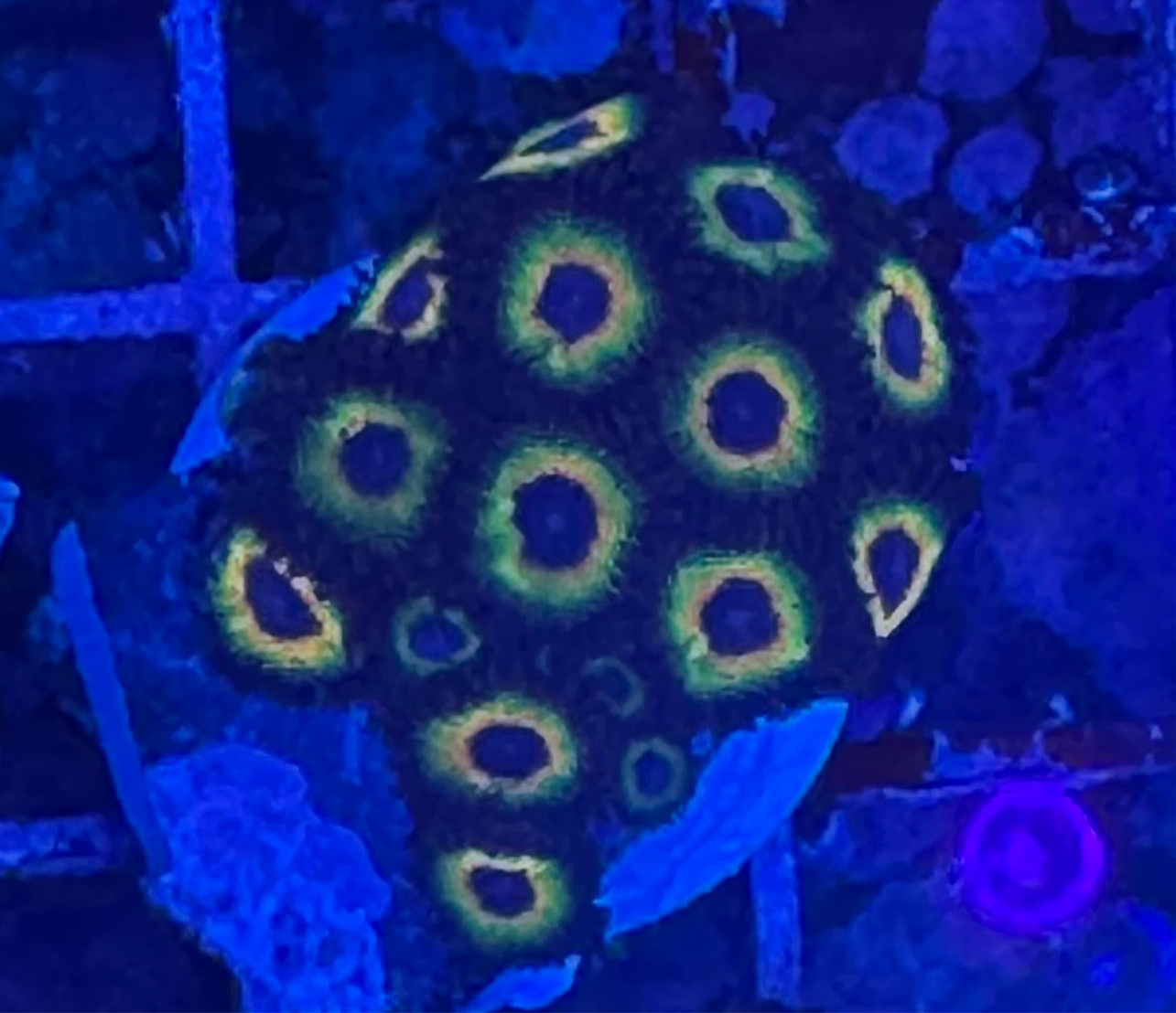 WYSIWYG - HD Bob Marley Zoas - 16+ Polyps