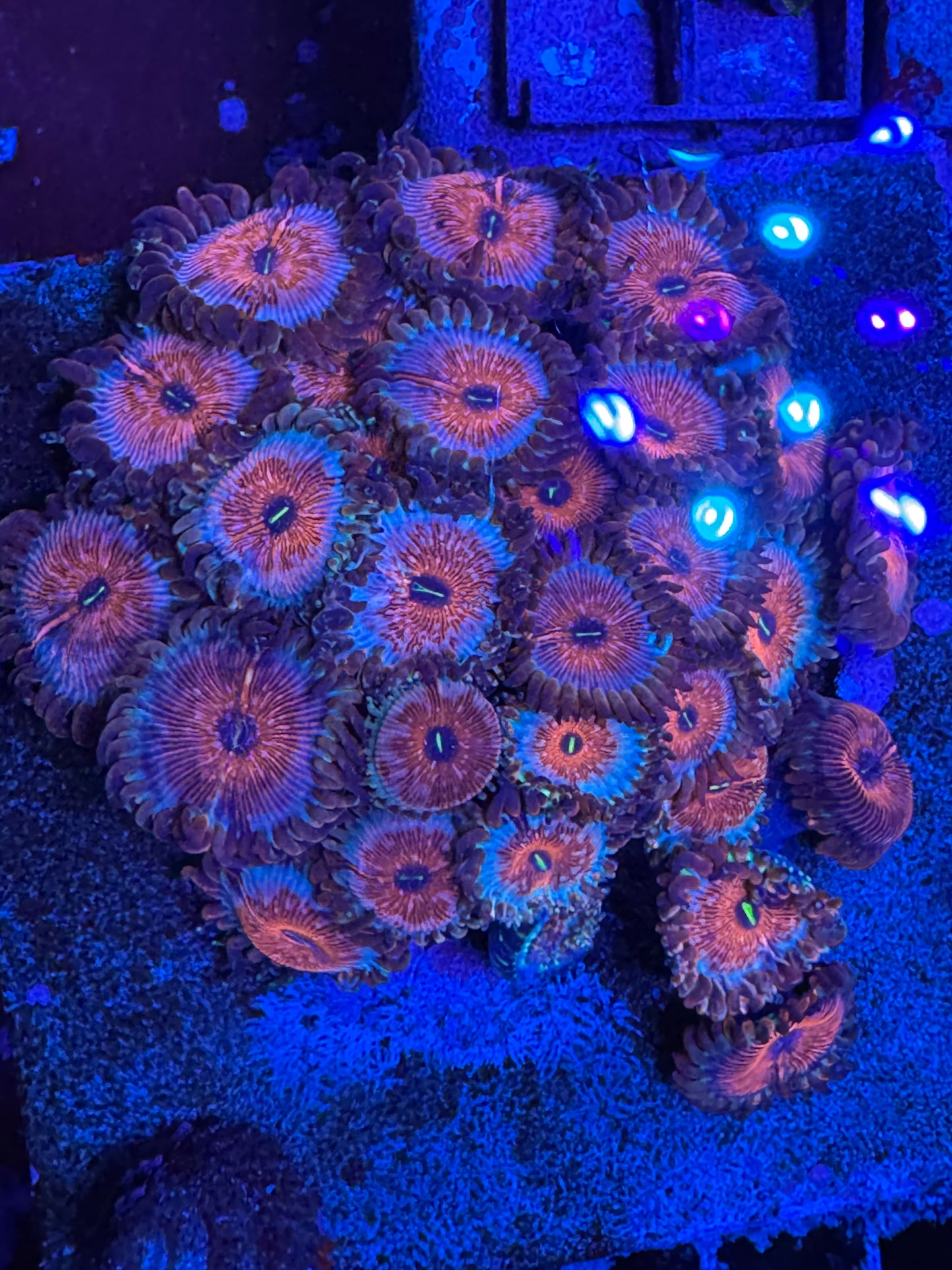 HD (ECC) Seduction Zoas - Cut to Order Frag!